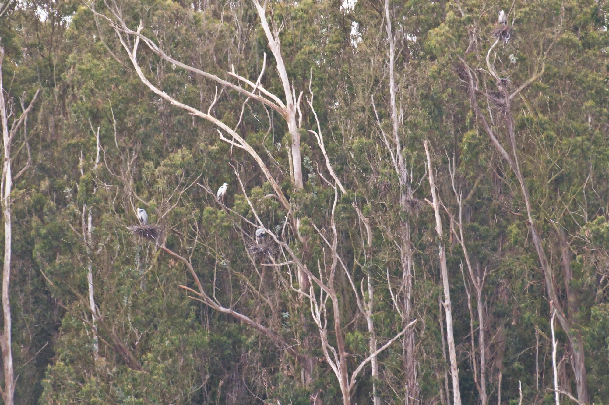 ./20100518_Great_Blue_Herons_Elkhorn_Slough.jpg