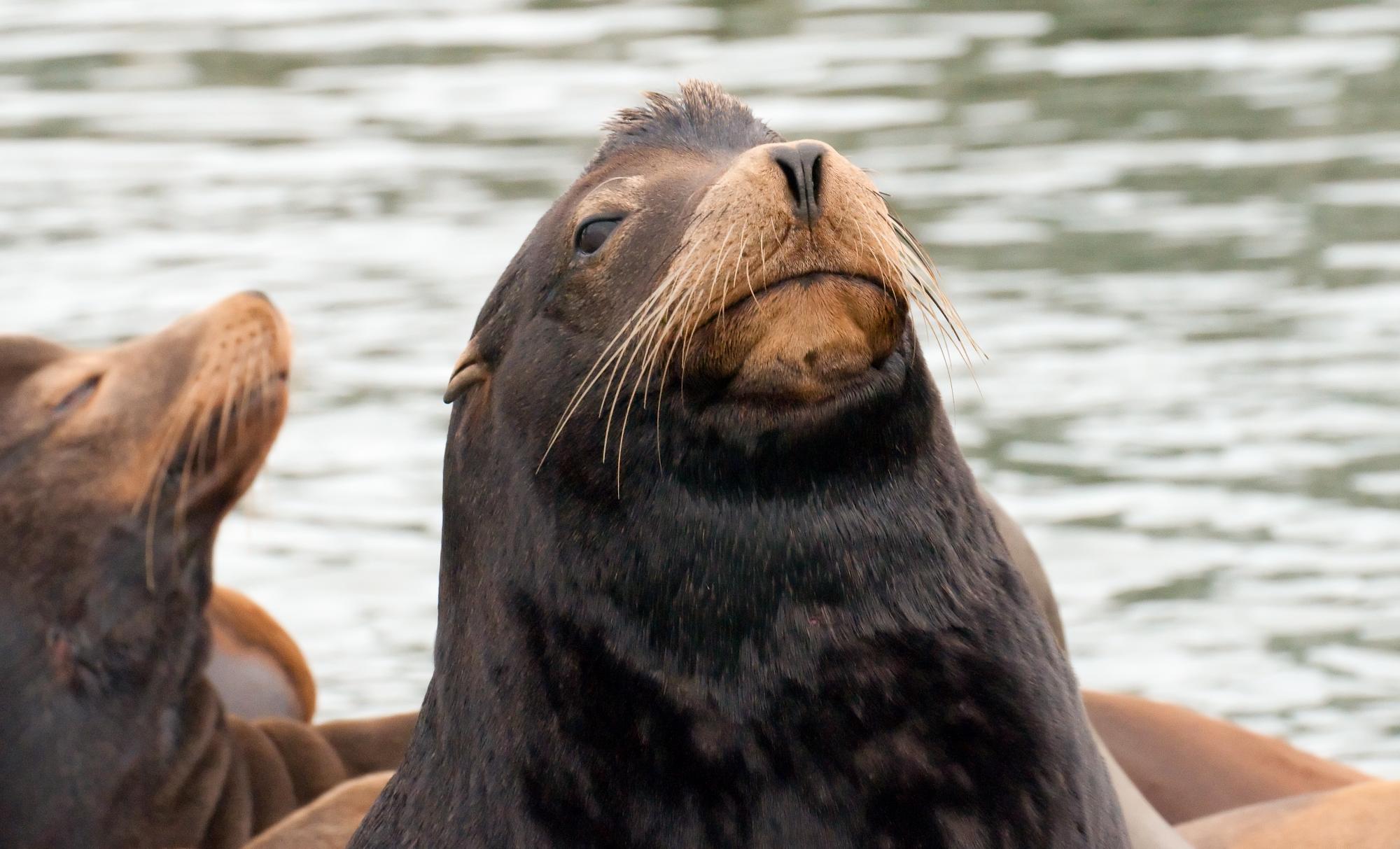 ./20100521_California_Sea_Lion_Male_Close_Up.jpg