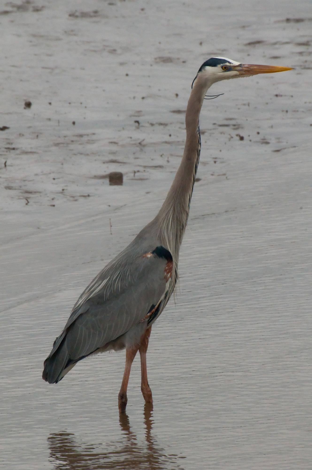 ./20100521_Great_Blue_Heron_Moss_Landing.jpg