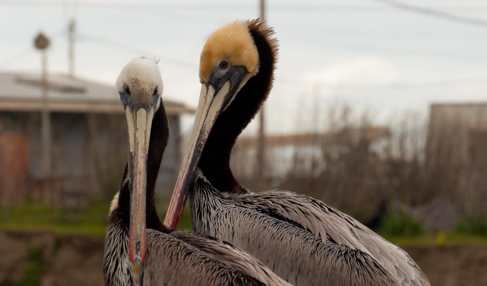 ./20100522_Brown_Pelicans_Moss_Landing.jpg