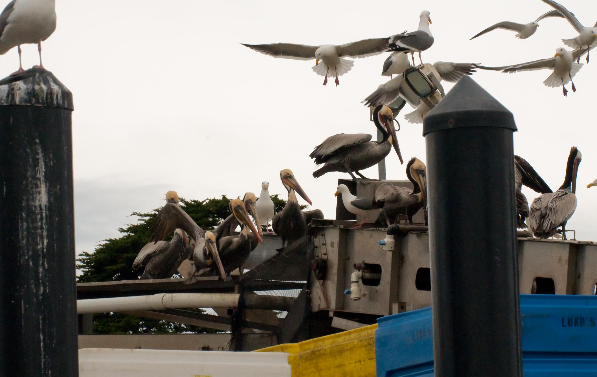 ./20100522_Brown_Pelicans_Perched_Fishing_Equipment.jpg