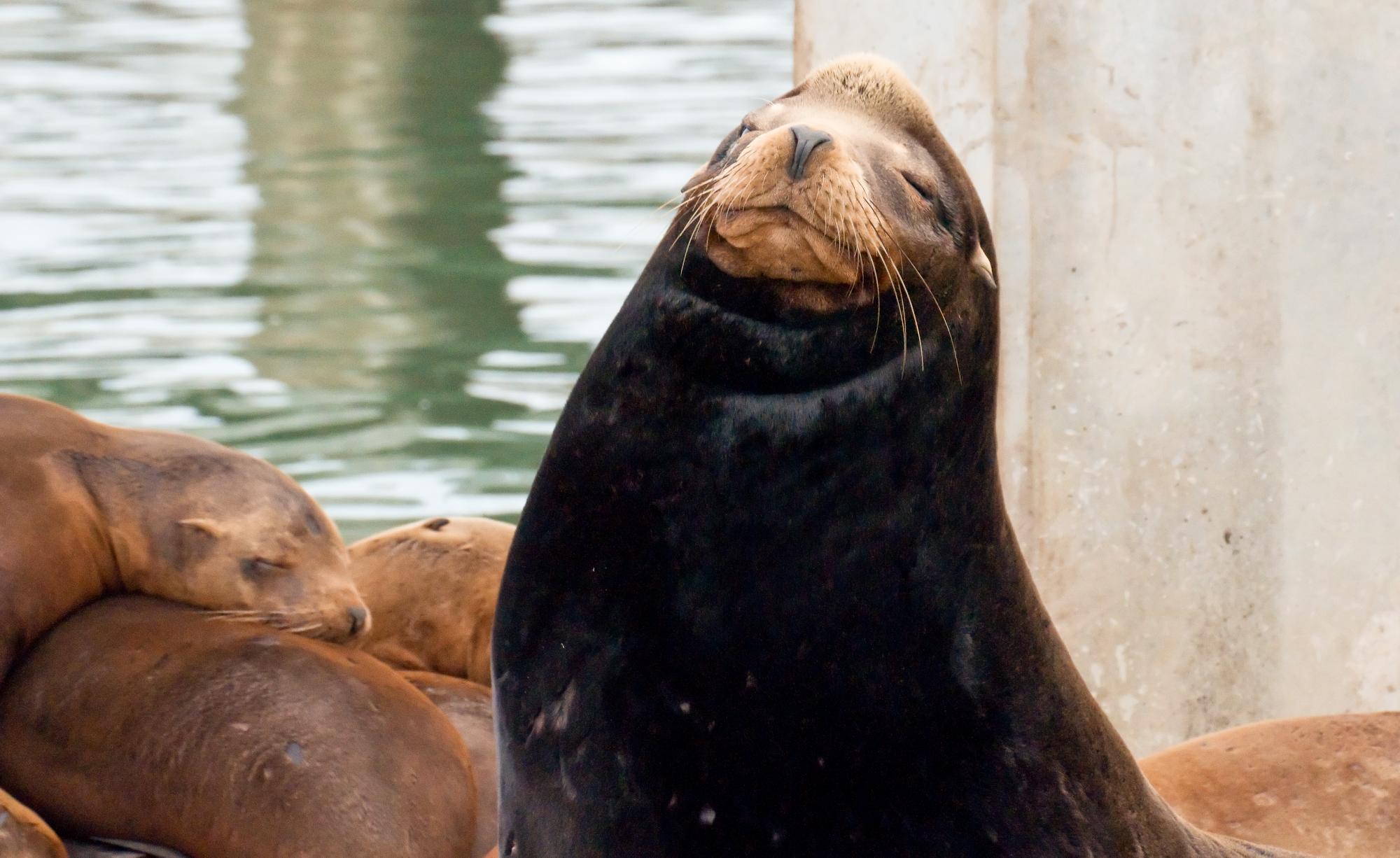 ./20100523_California_Sea_Lion_Sleepy.jpg