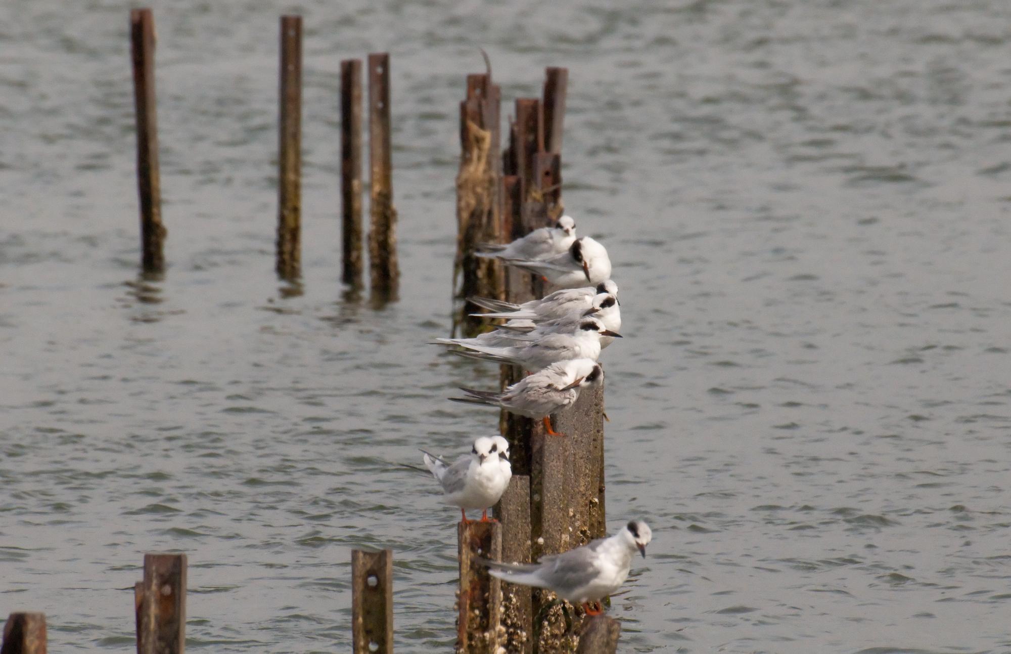 ./20100523_Foster_Terns_On_Sunken_Ship.jpg