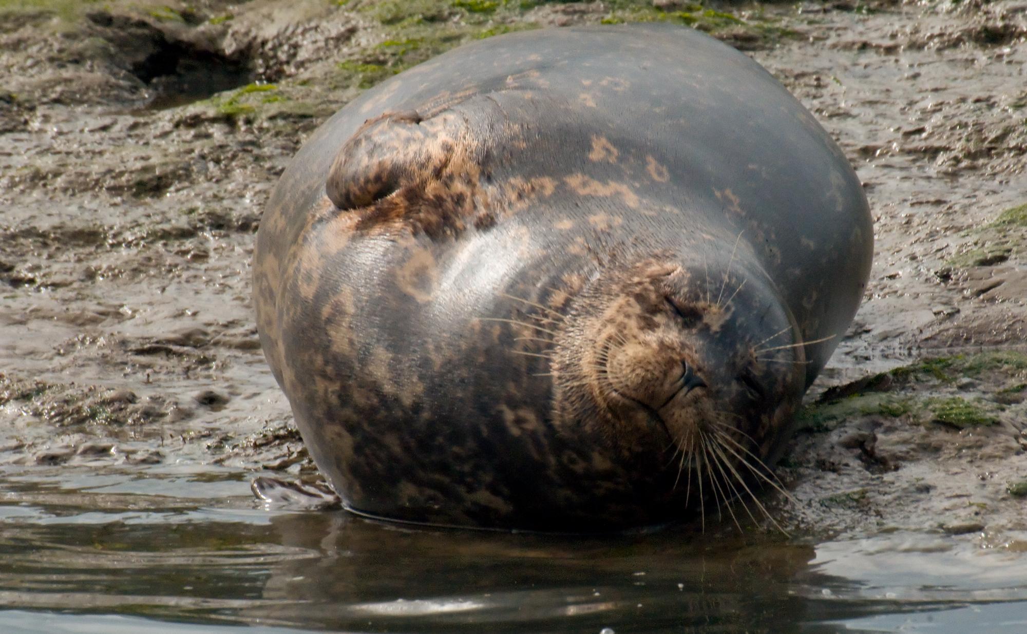 ./20100524_Pregnant_Harbor_Seal.jpg