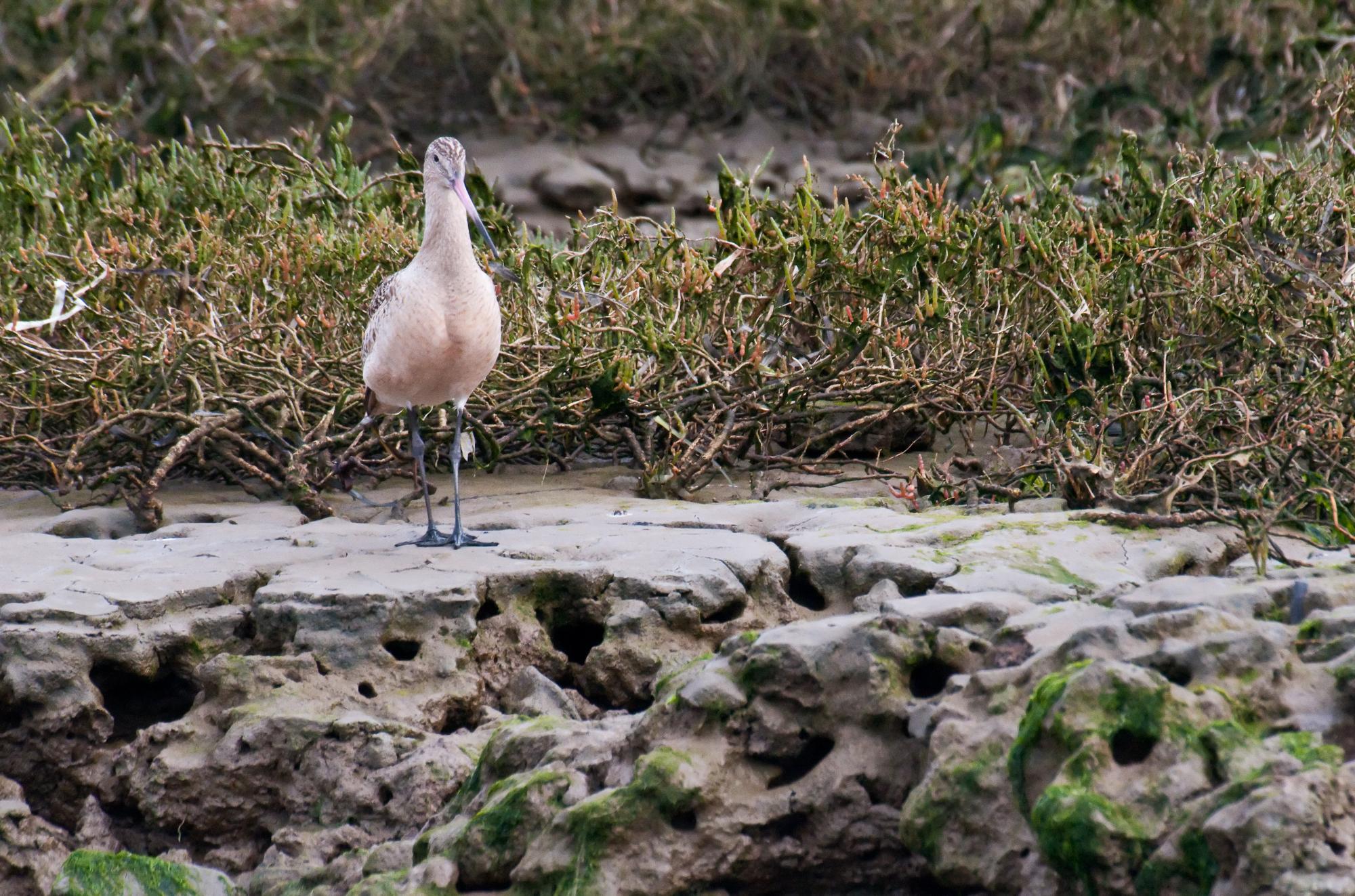 ./20100525_Marbled_Godwit_Displayed_Its_Legs.jpg