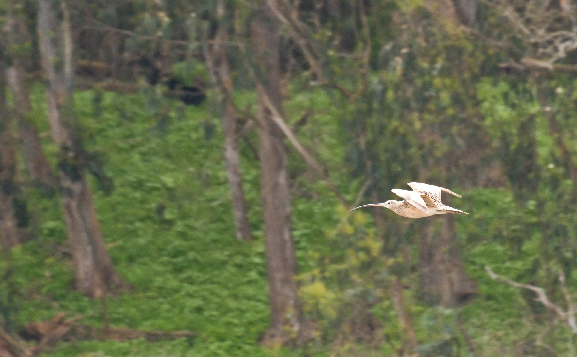 ./20100525_Whimbrel_Flying_Elkhorn_Slough.jpg