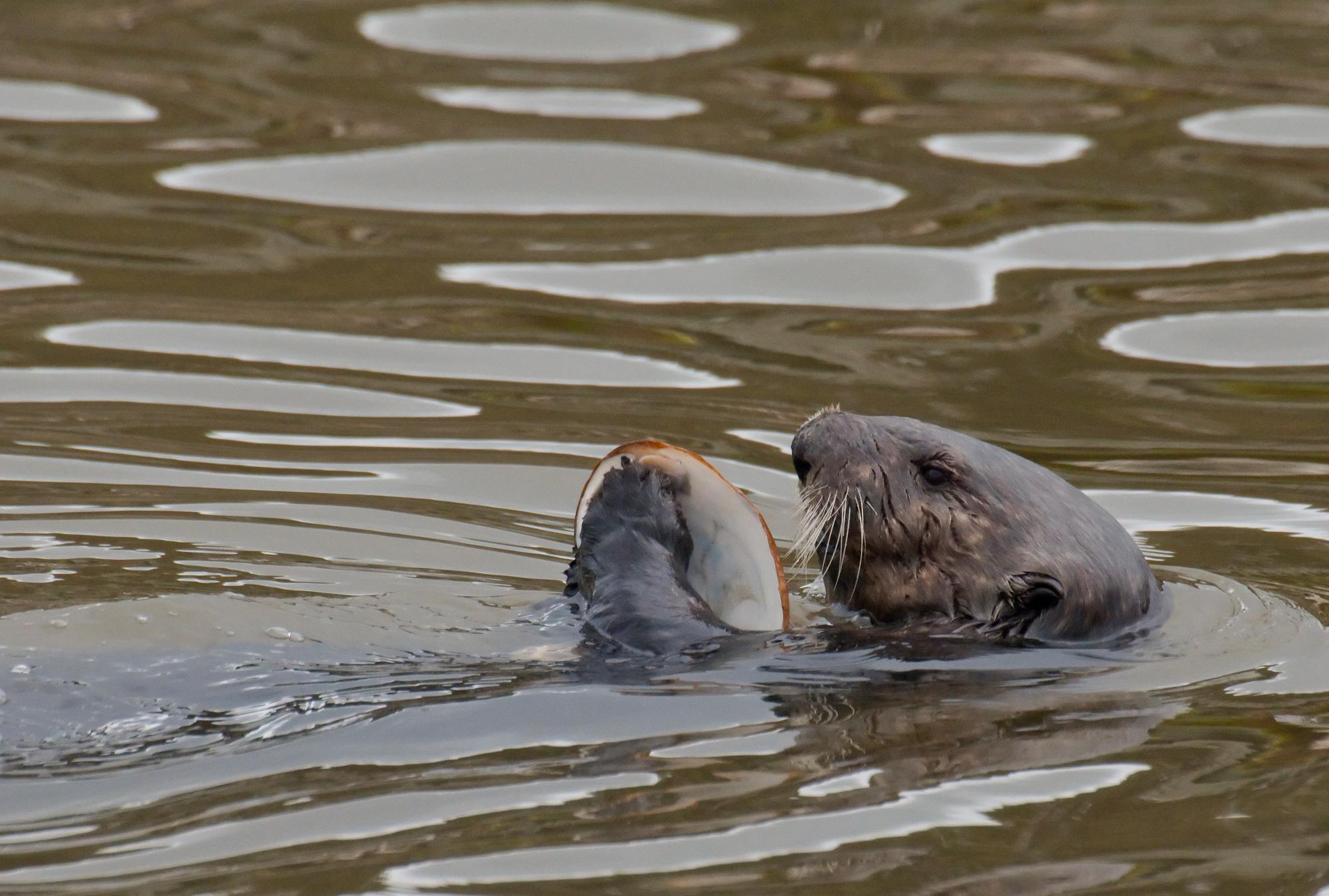 ./20100526_Sea_Otter_With_Large_Shell.jpg