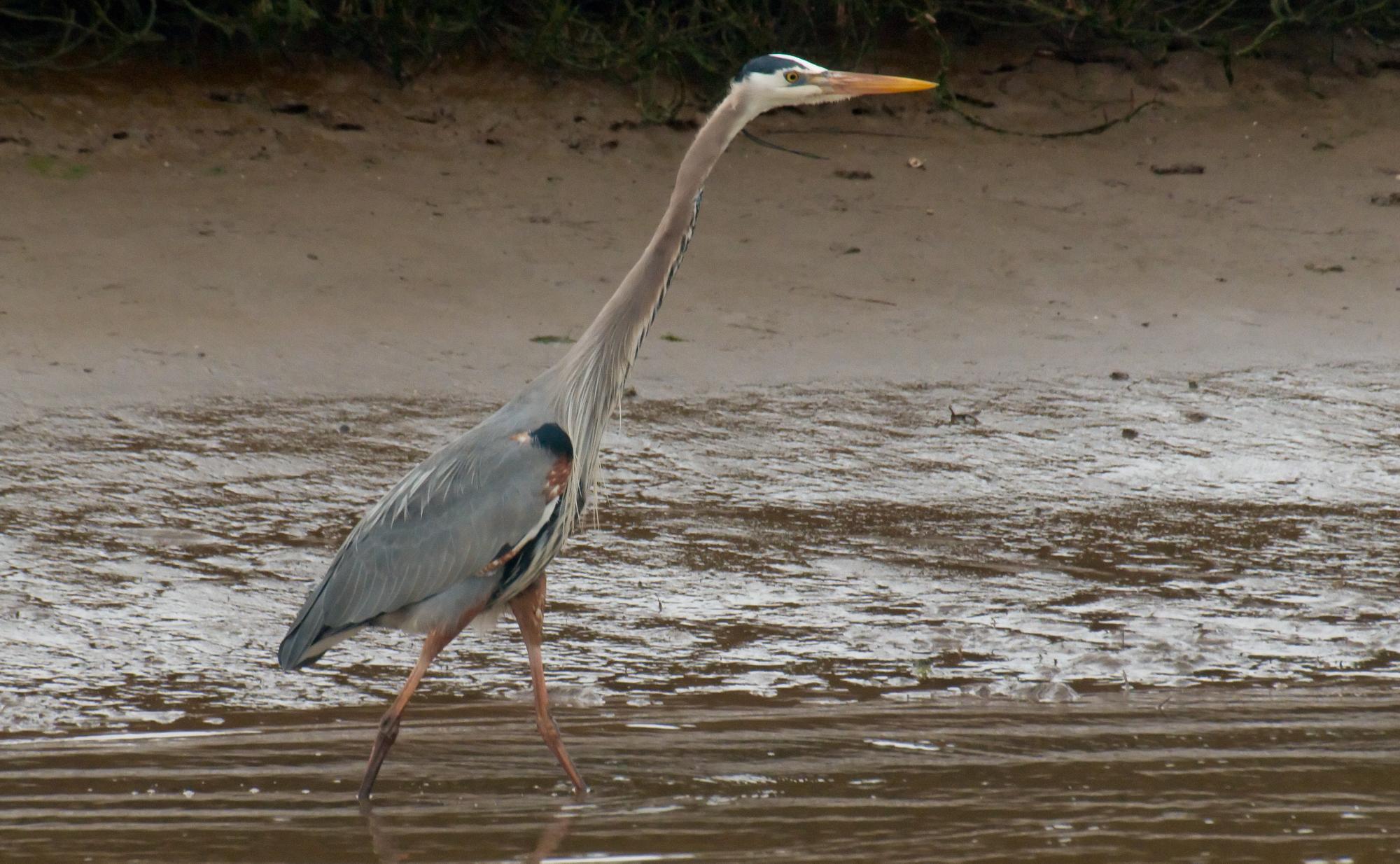 ./20100527_Great_Blue_Heron_Waded.jpg