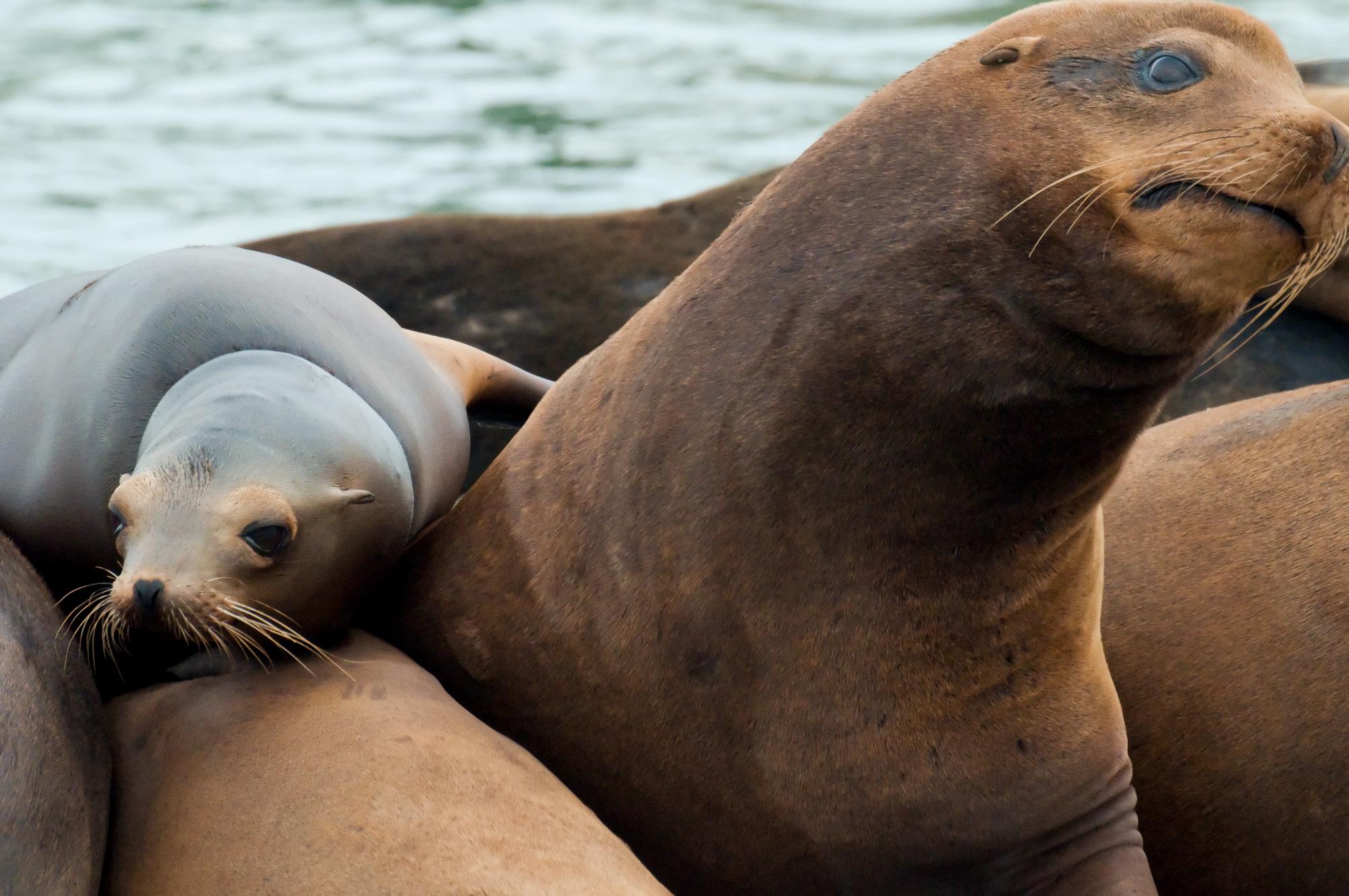 ./20100601_Sea_Lion_Expressions.jpg