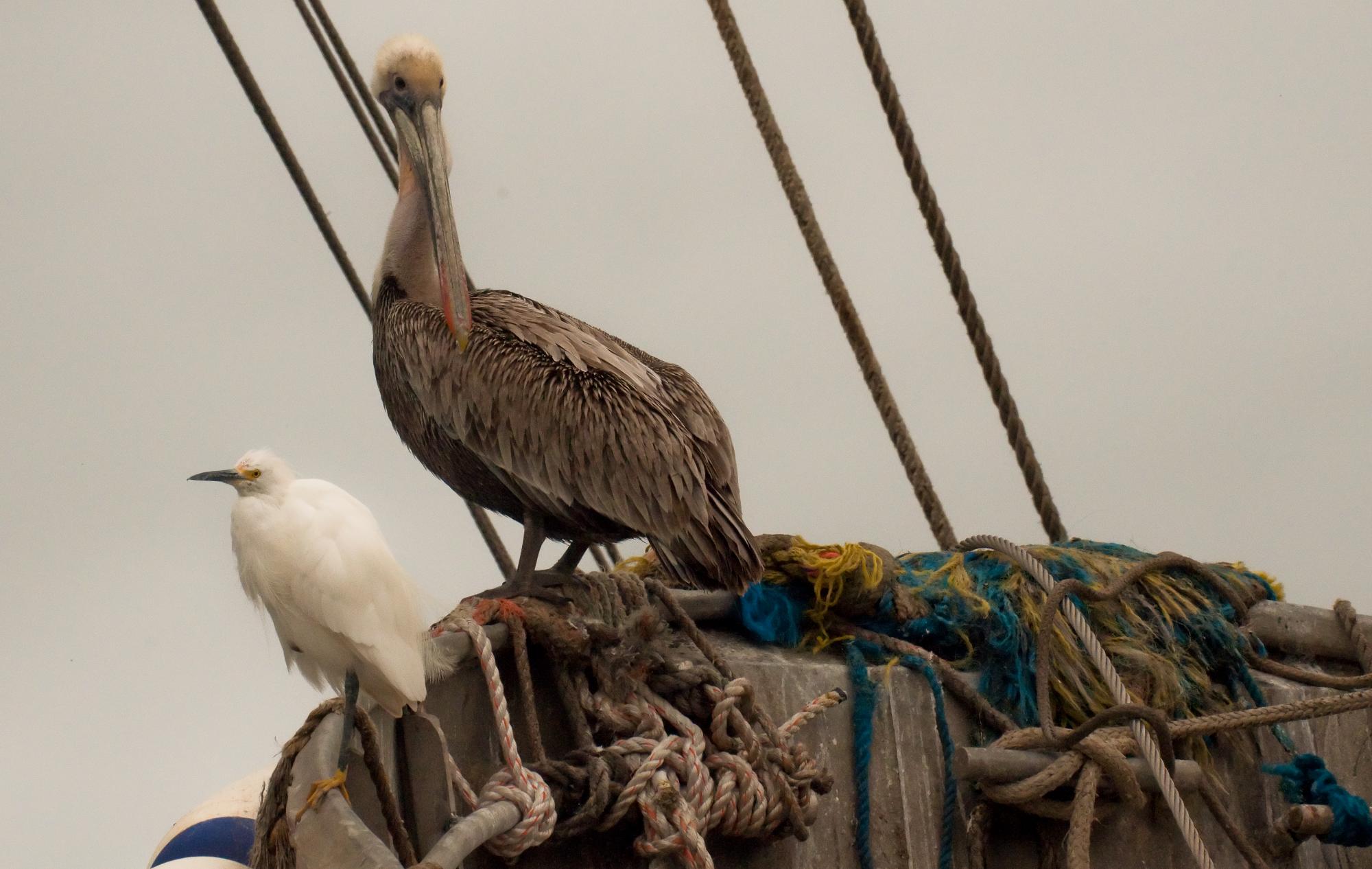 ./20100603_Brown_Pelican_And_Snowy_Egret.jpg