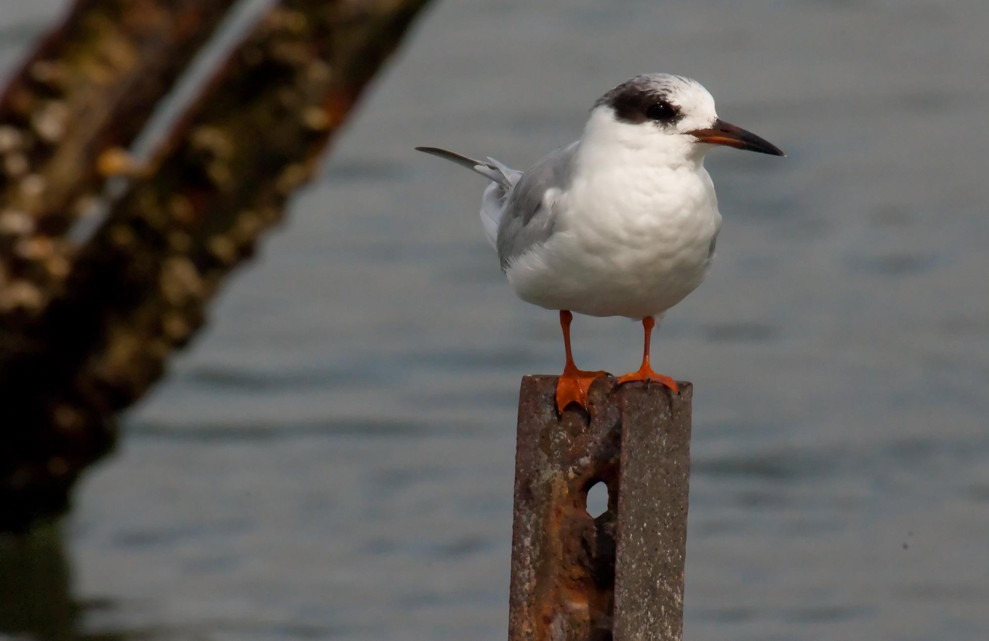 ./20100603_Foster_Tern_Elkhorn_Slough.jpg