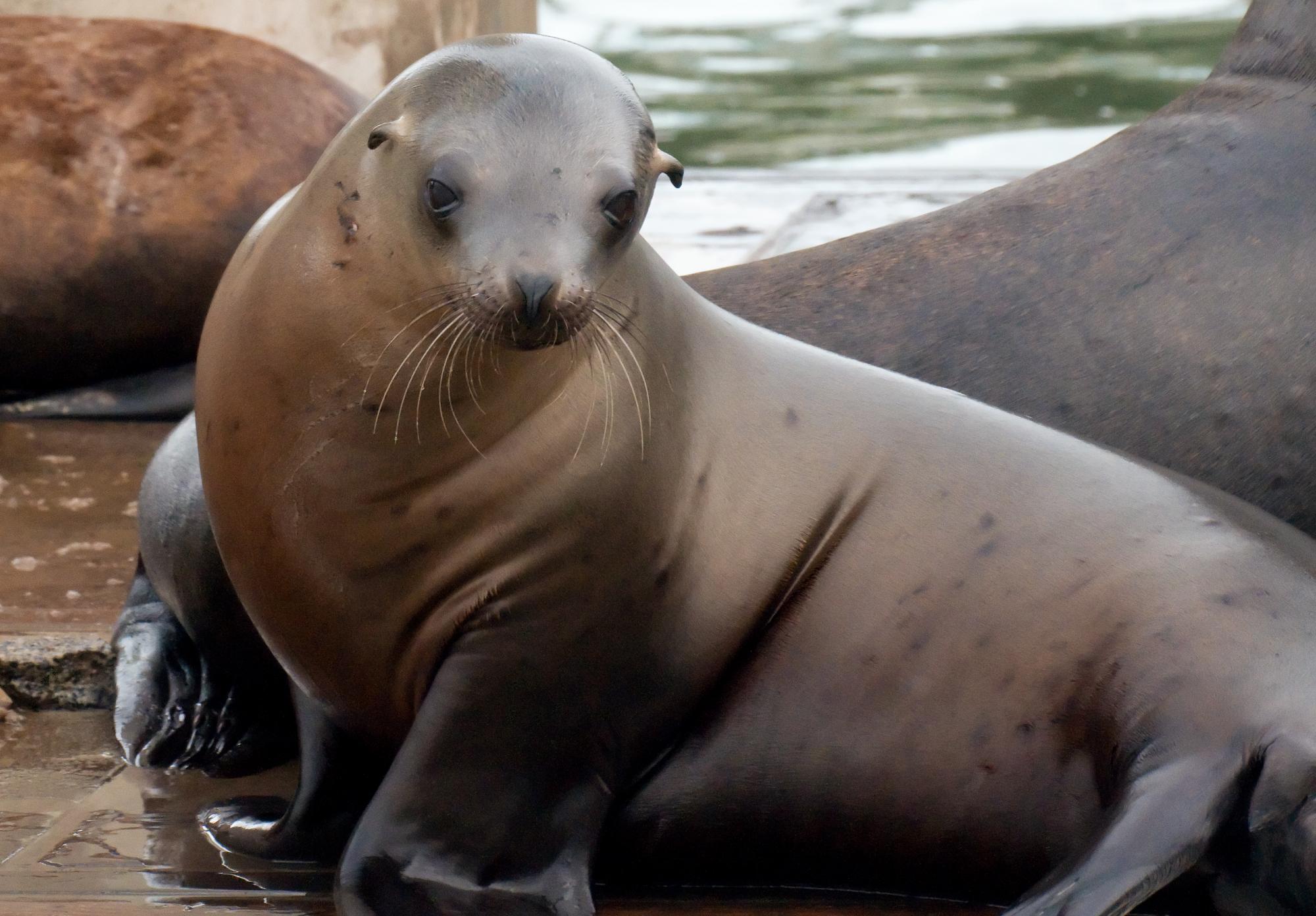 ./20100604_Demure_California_Sea_Lion.jpg