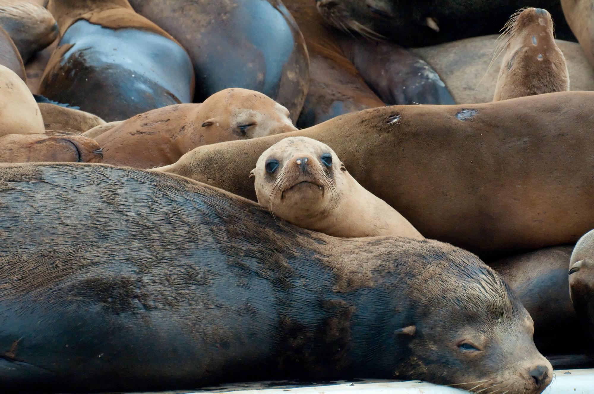 ./20100604_Young_Sleepy_California_Sea_Lion.jpg