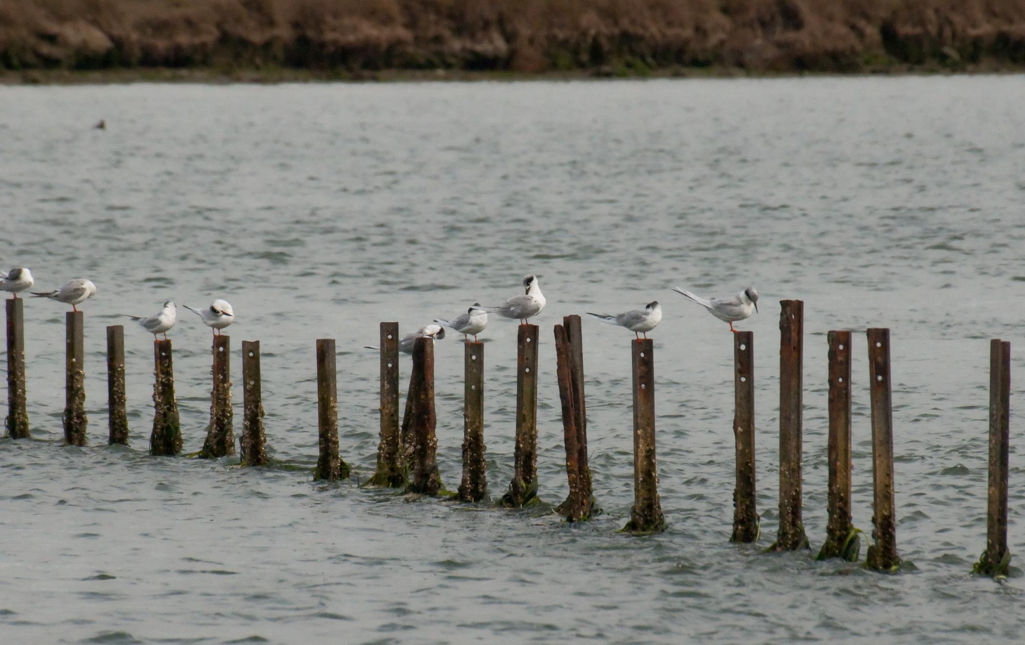 ./20100606_Foster_Terns_On_Ship_Ribs.jpg