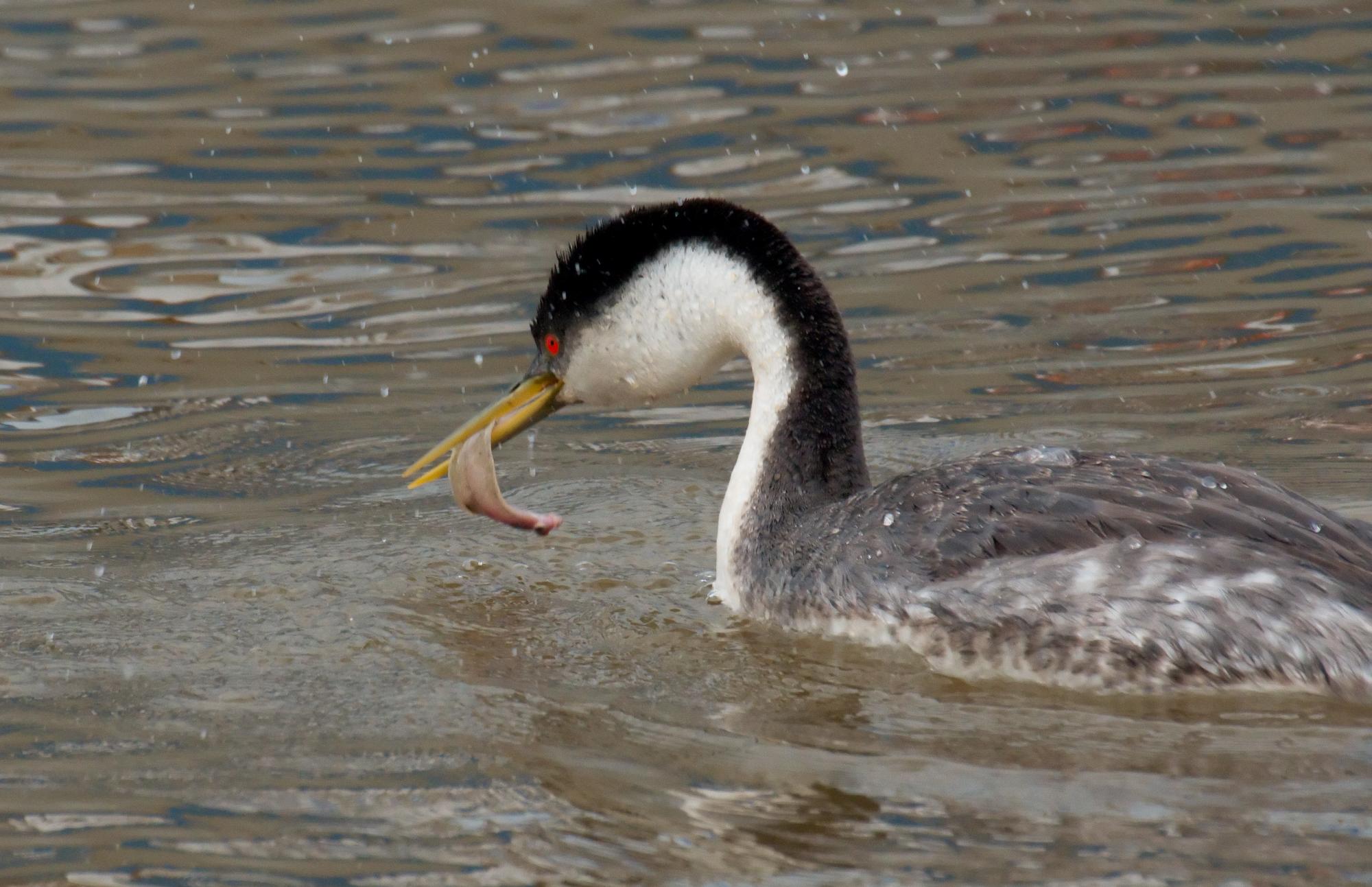 ./20100607_Western_Grebe_Caught_Fish.jpg