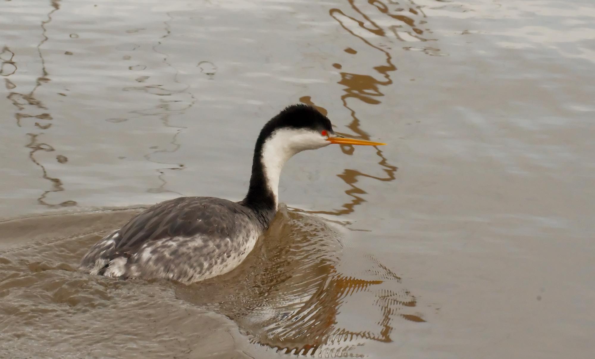 ./20100607_Western_Grebe_Ready_To_Dive.jpg