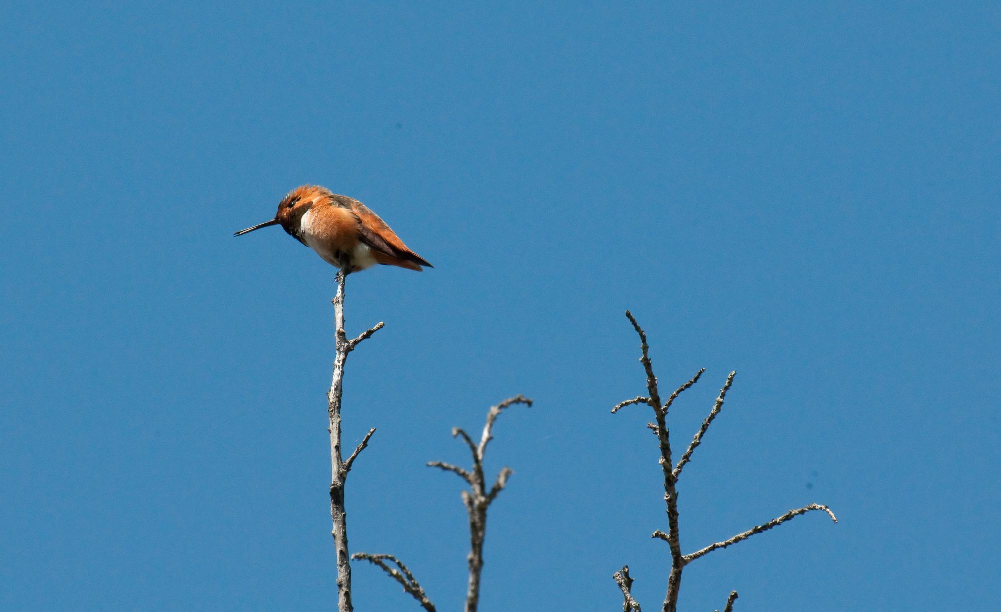 ./20100608_Allens_Hummingbird_Santa_Cruz.jpg