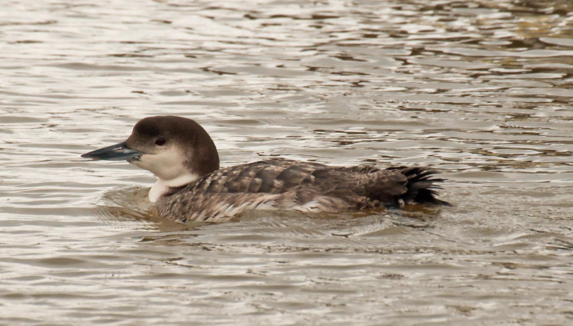 ./20100608_Common_Loon_Elkhorn_Slough.jpg