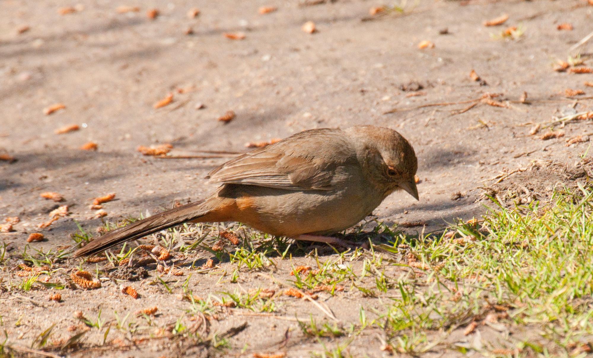 ./20100609_California_Towhee_Natural_Bridges_Park_Santa_Cruz.jpg