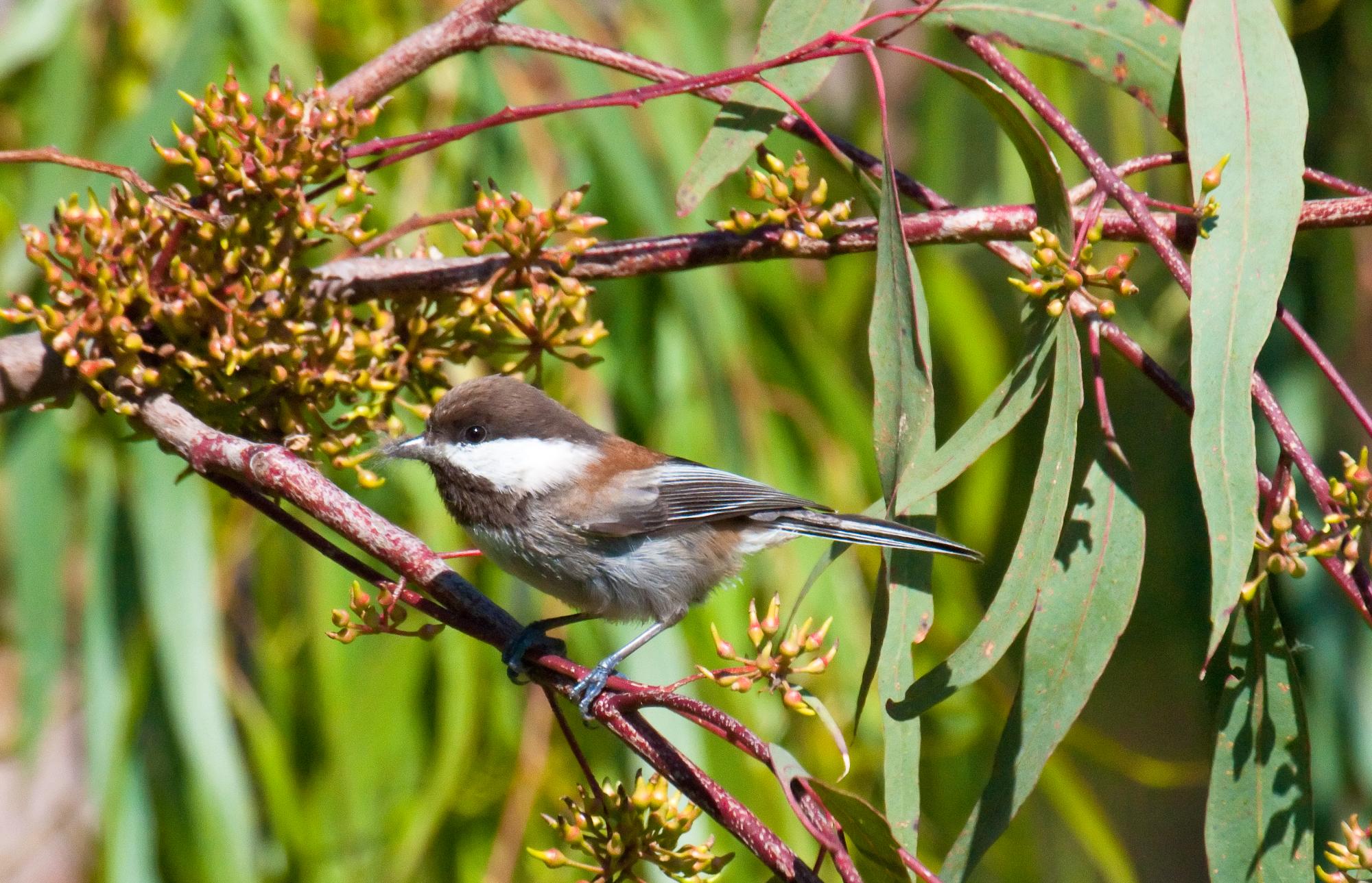 ./20100609_Chestnut_backed_Chickadee_Posed_3_Seconds.jpg