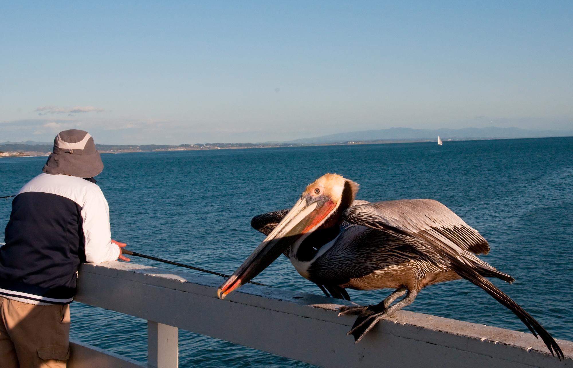 ./20100610_Brown_Pelican_By_fisherman.jpg