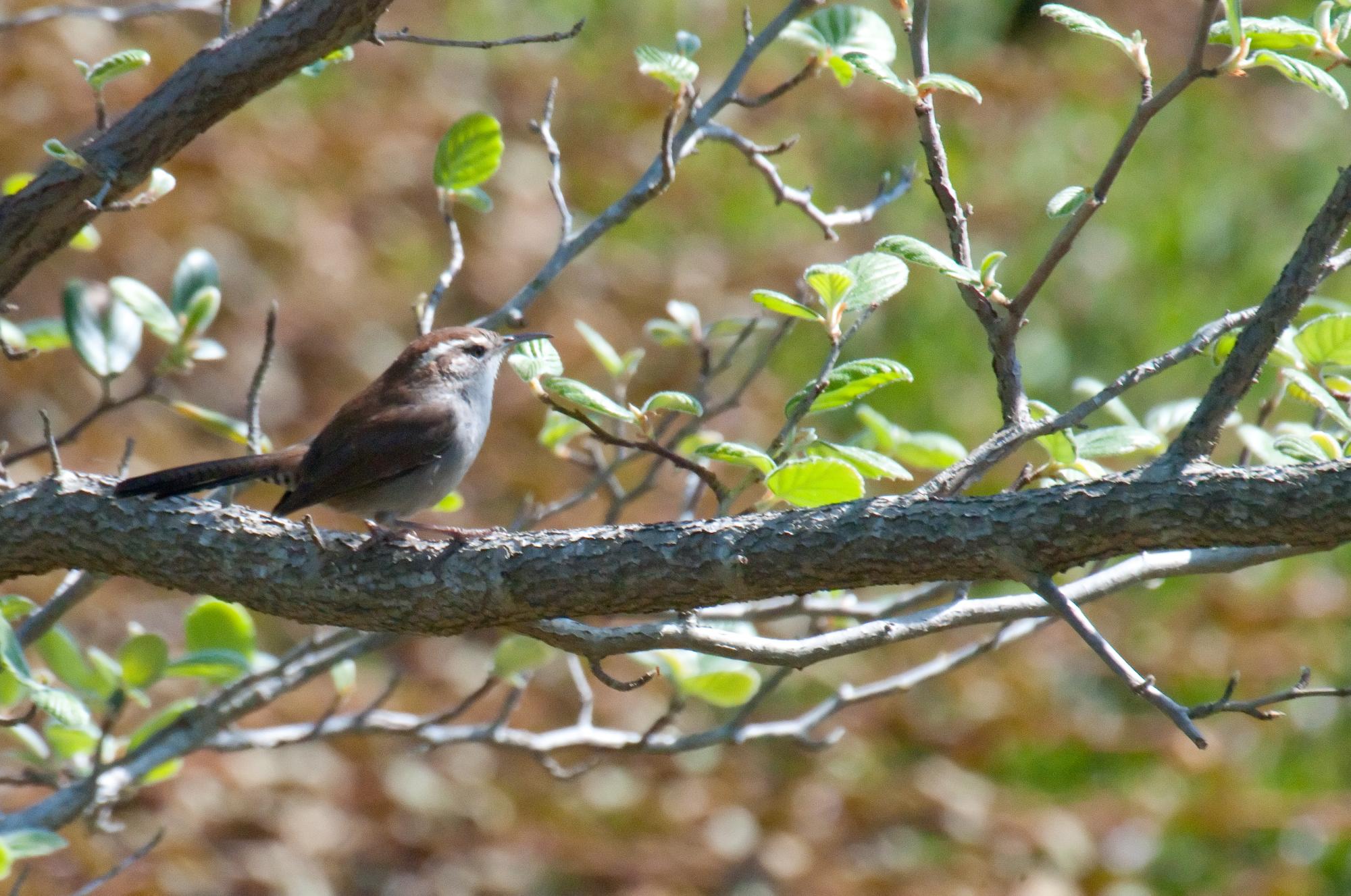 ./20100611_Bewicks_Wren_Natural_Bridges_Santa_Cruz.jpg