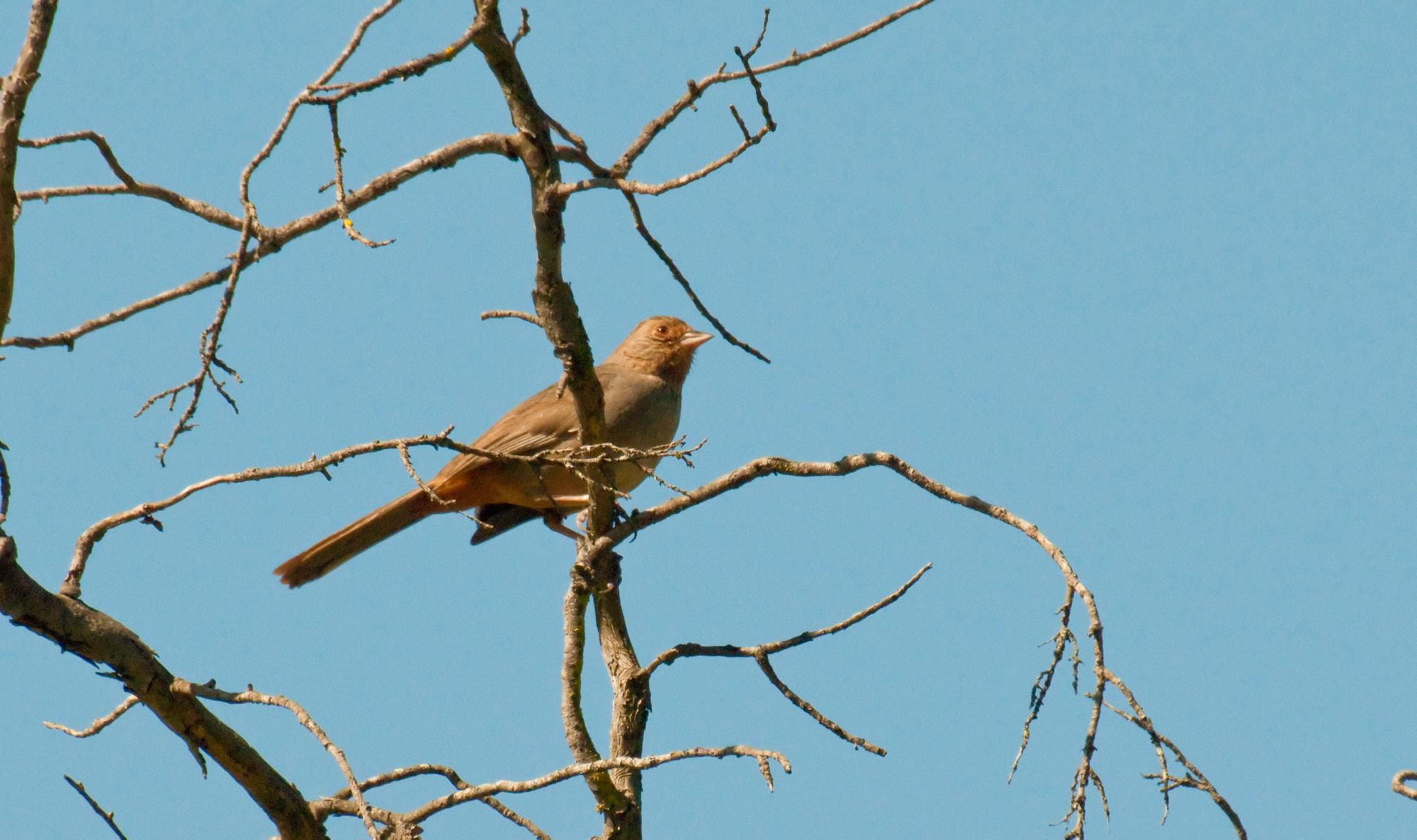 ./20100611_California_Towhee_In_A_Tree.jpg