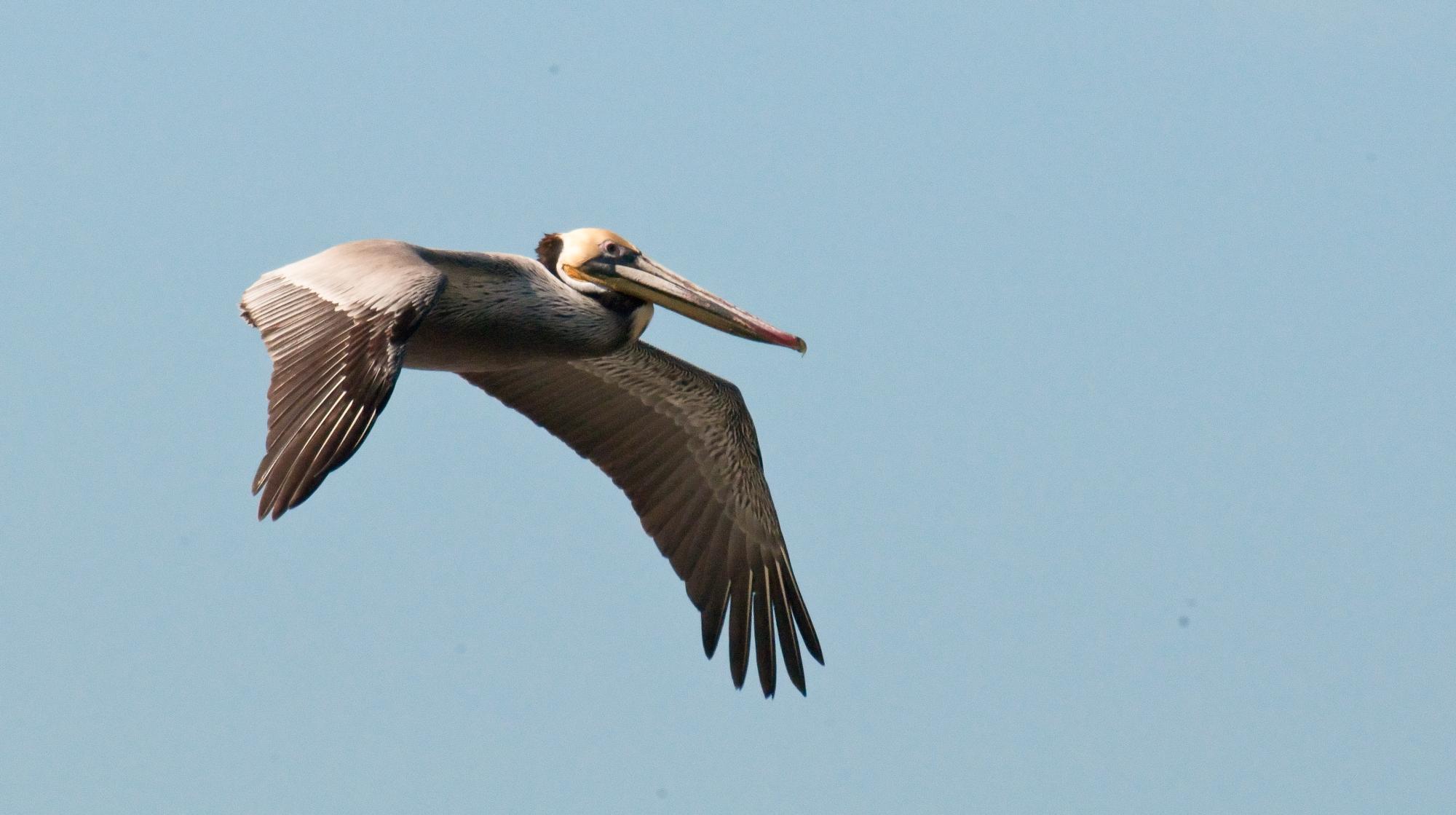 ./20100612_Brown_Pelican_Can_Fly.jpg