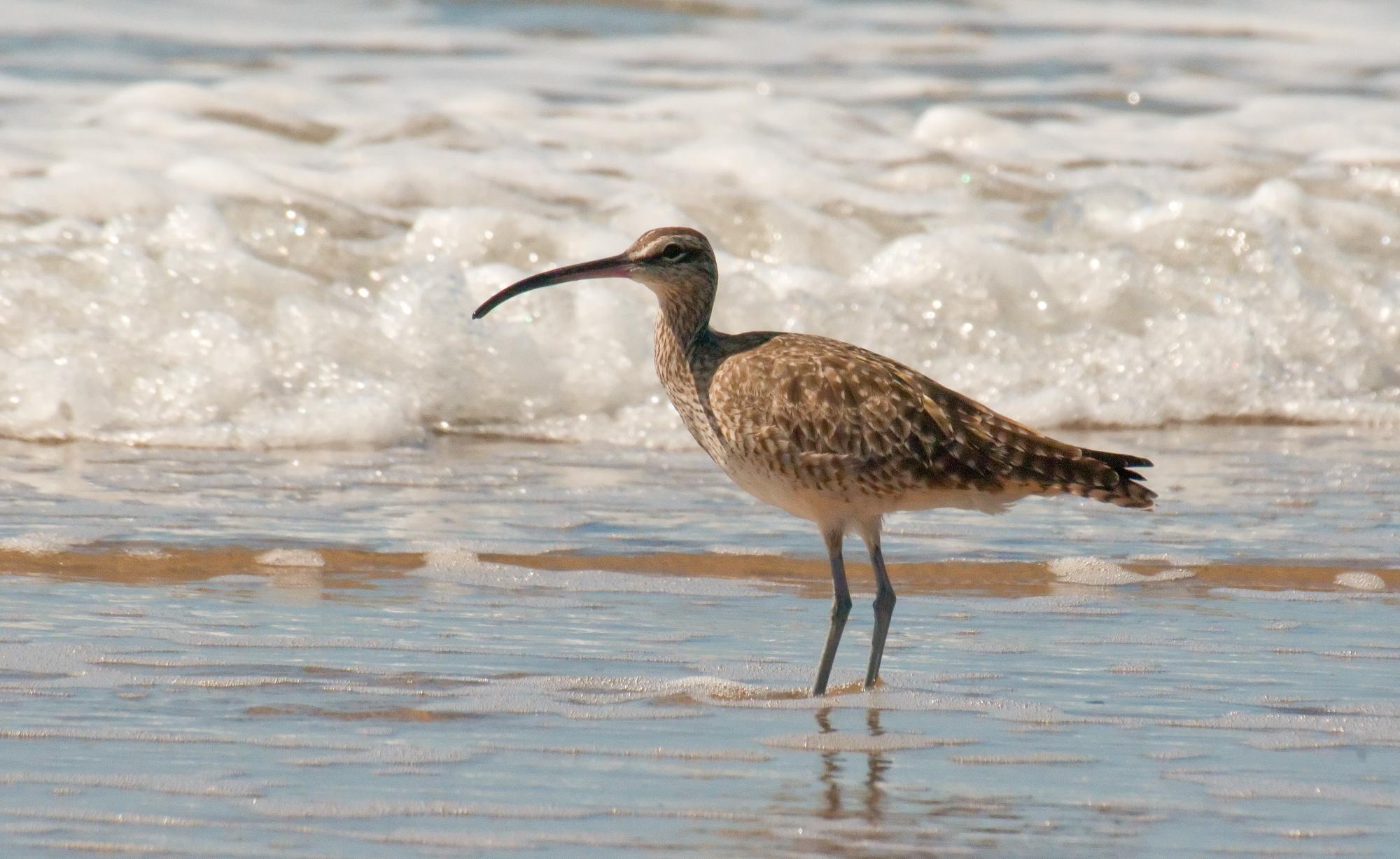 ./20100612_Whimbrel_Natural_Bridges_Santa_Cruz.jpg