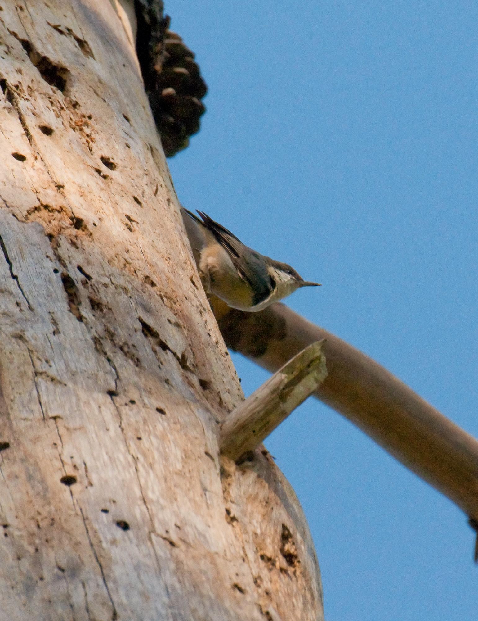 ./20100613_Pygmy_Nuthatch.jpg