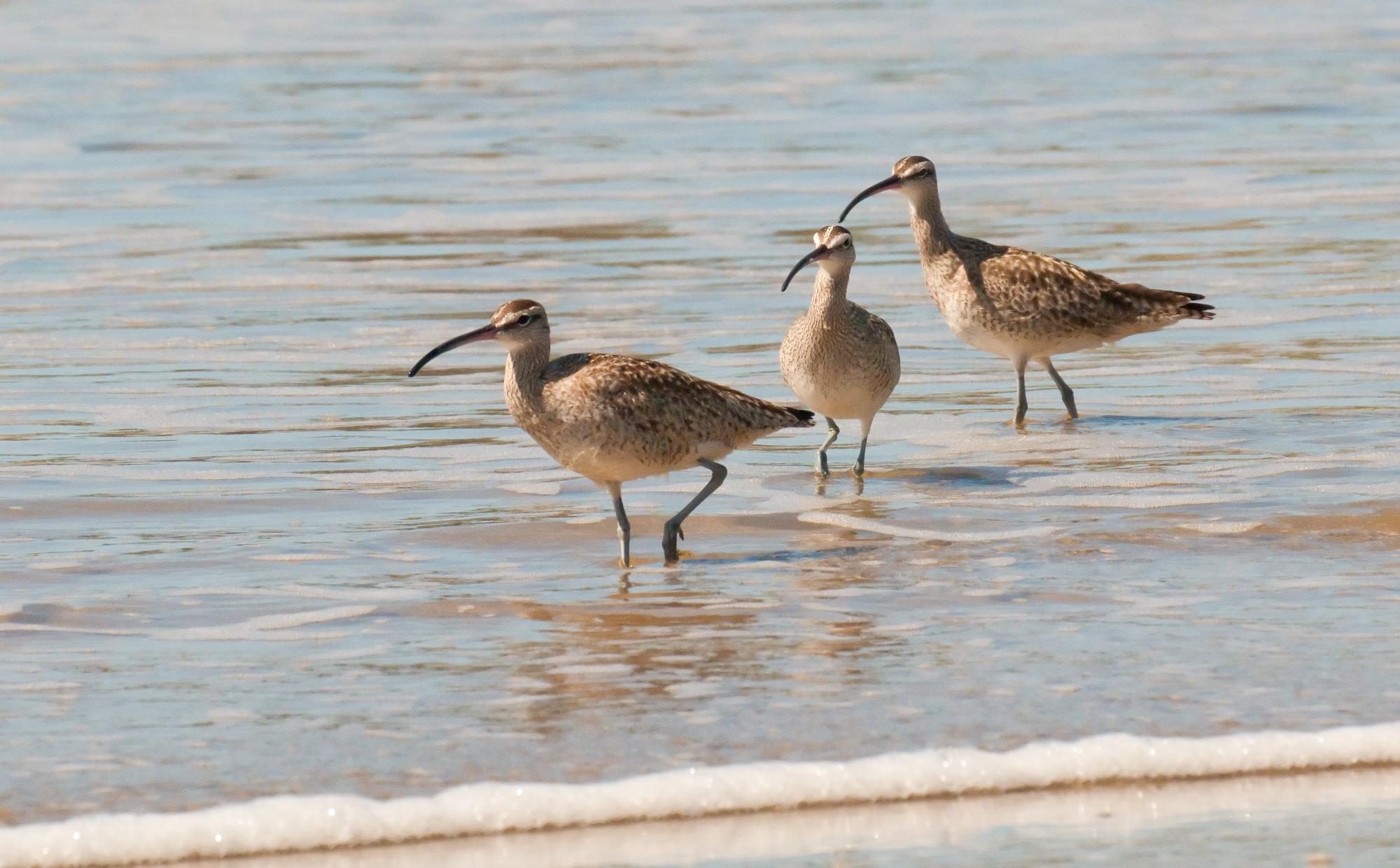 ./20100613_Whimbrel_Head_Markings.jpg