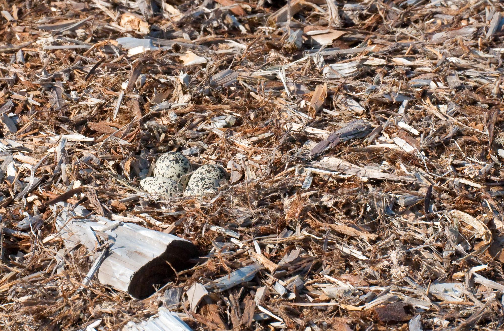 ./20100614_Killdeer_eggs_Oakland_Middle_Harbor_Park.jpg