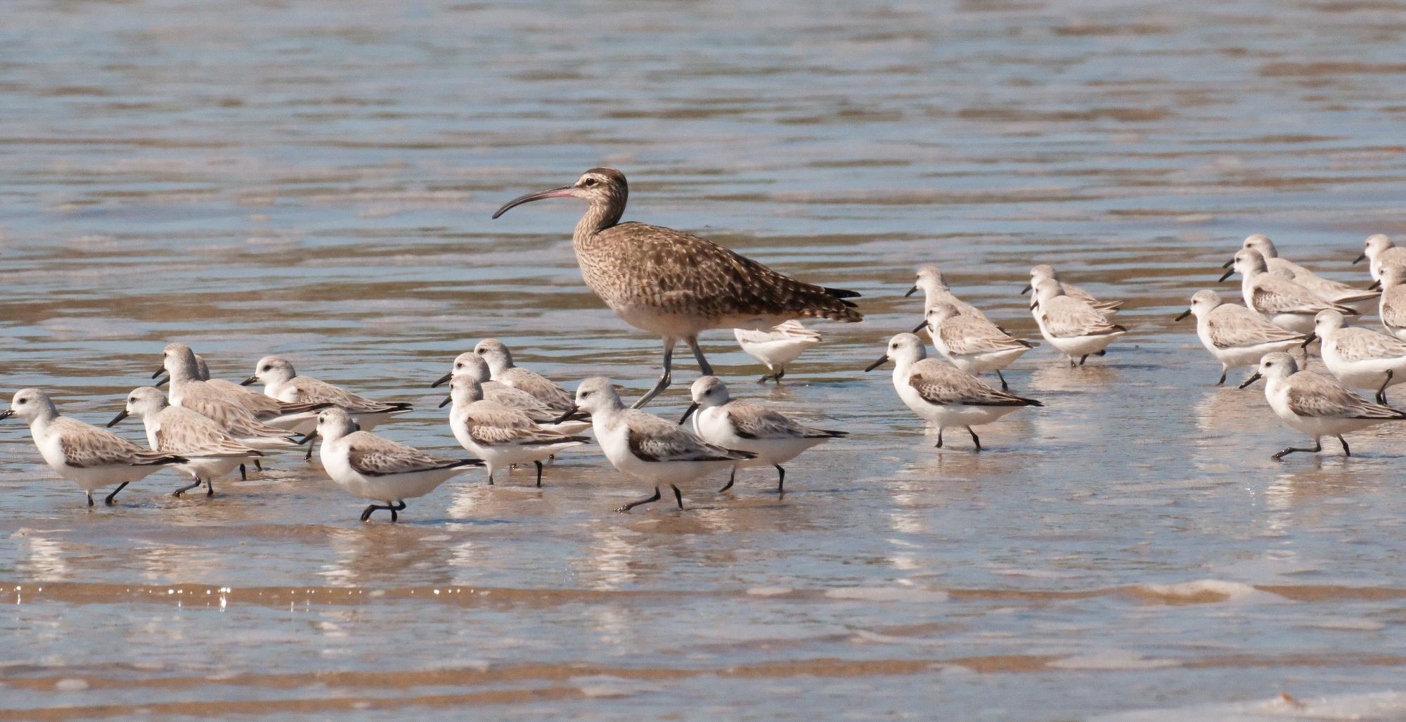 ./20100614_Whimbrel_With_Sandpipers.jpg