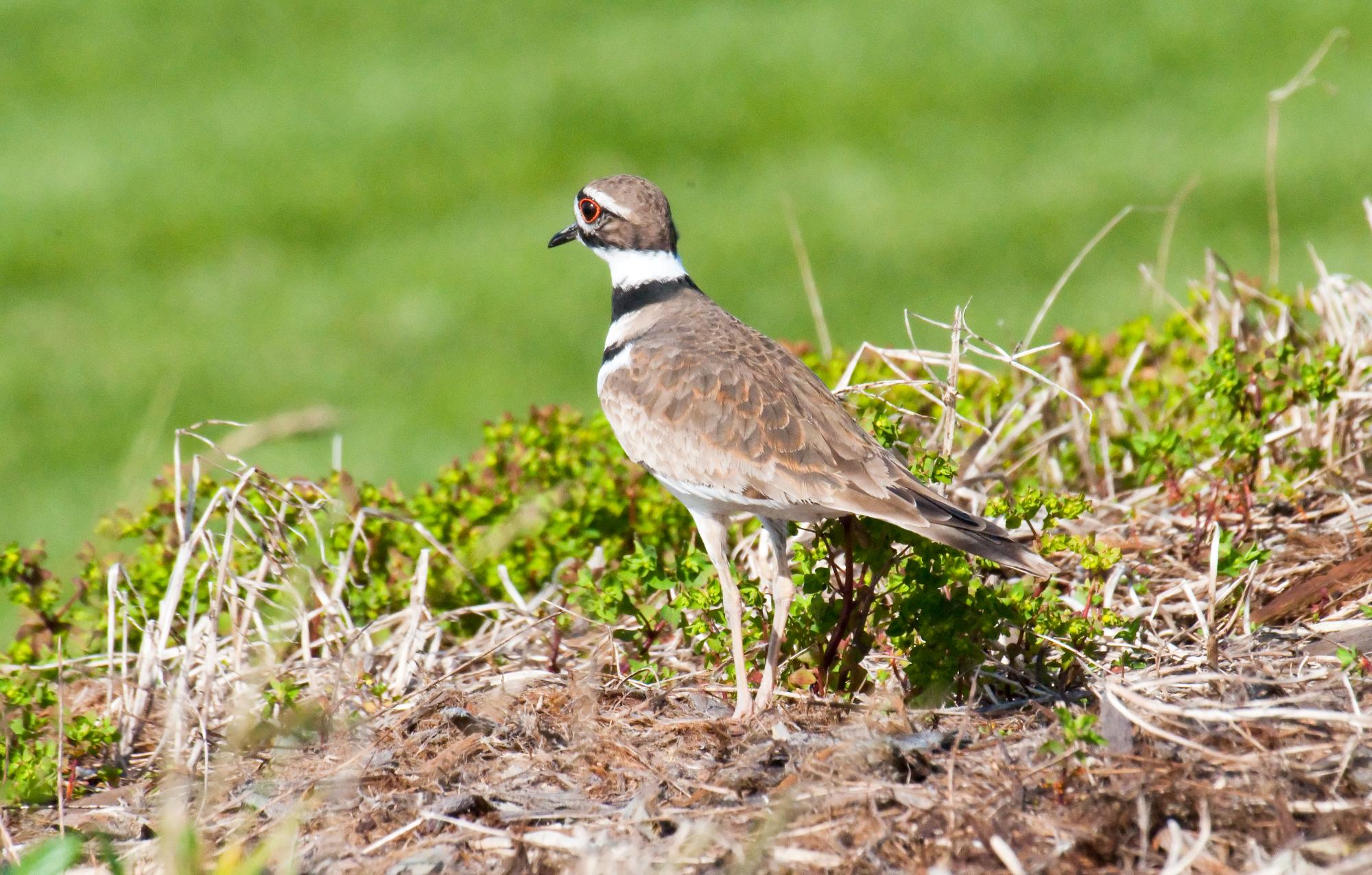 ./20100615_Killdeer_Faked_Being_Hurt.jpg