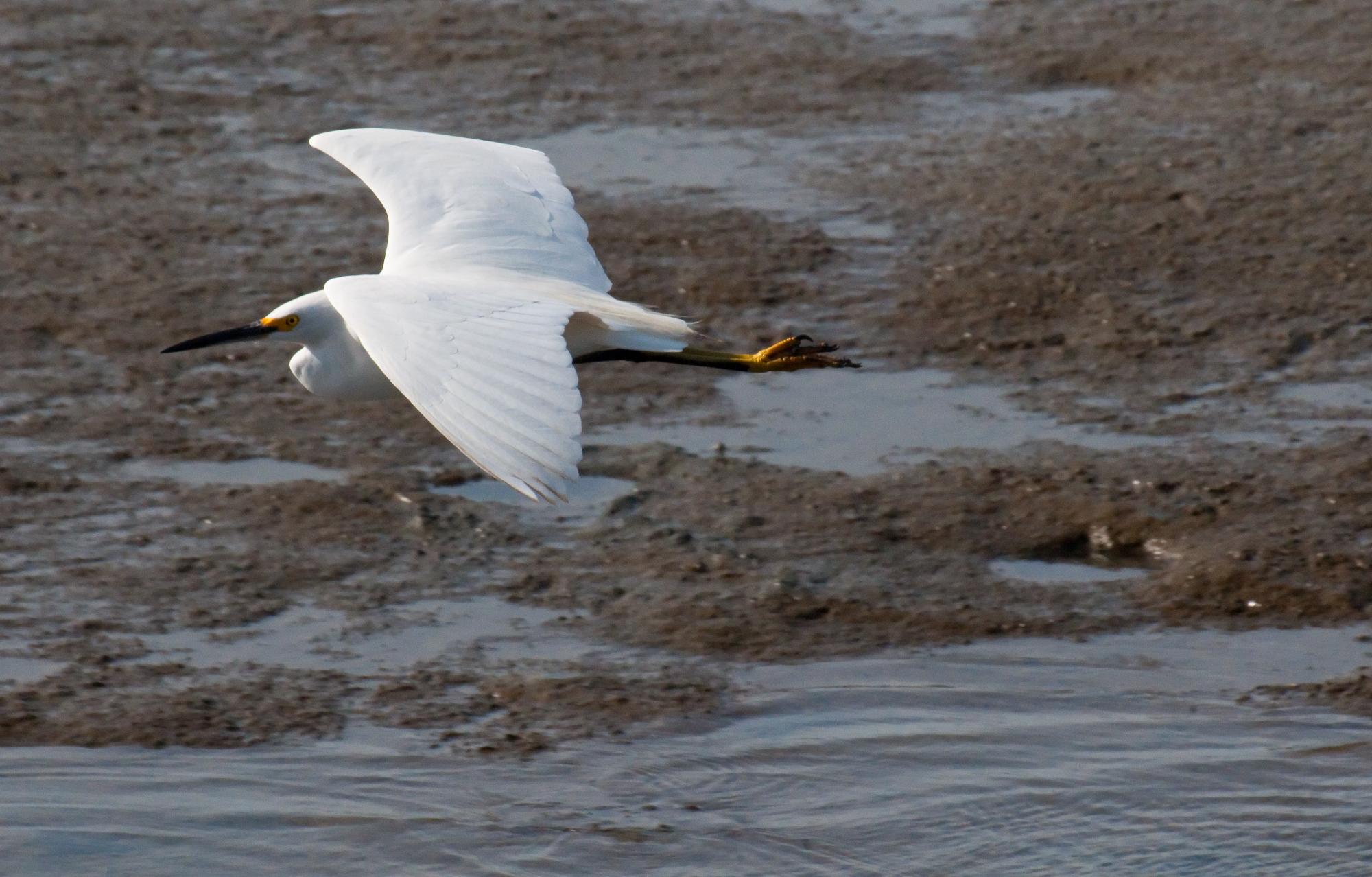 ./20100615_Snowy_Egret_In_Flight.jpg