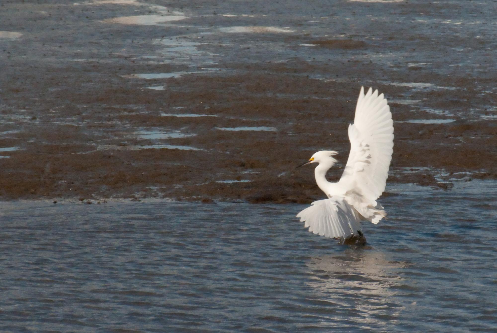 ./20100616_Snowy_Egret_In_Mid_Landing.jpg