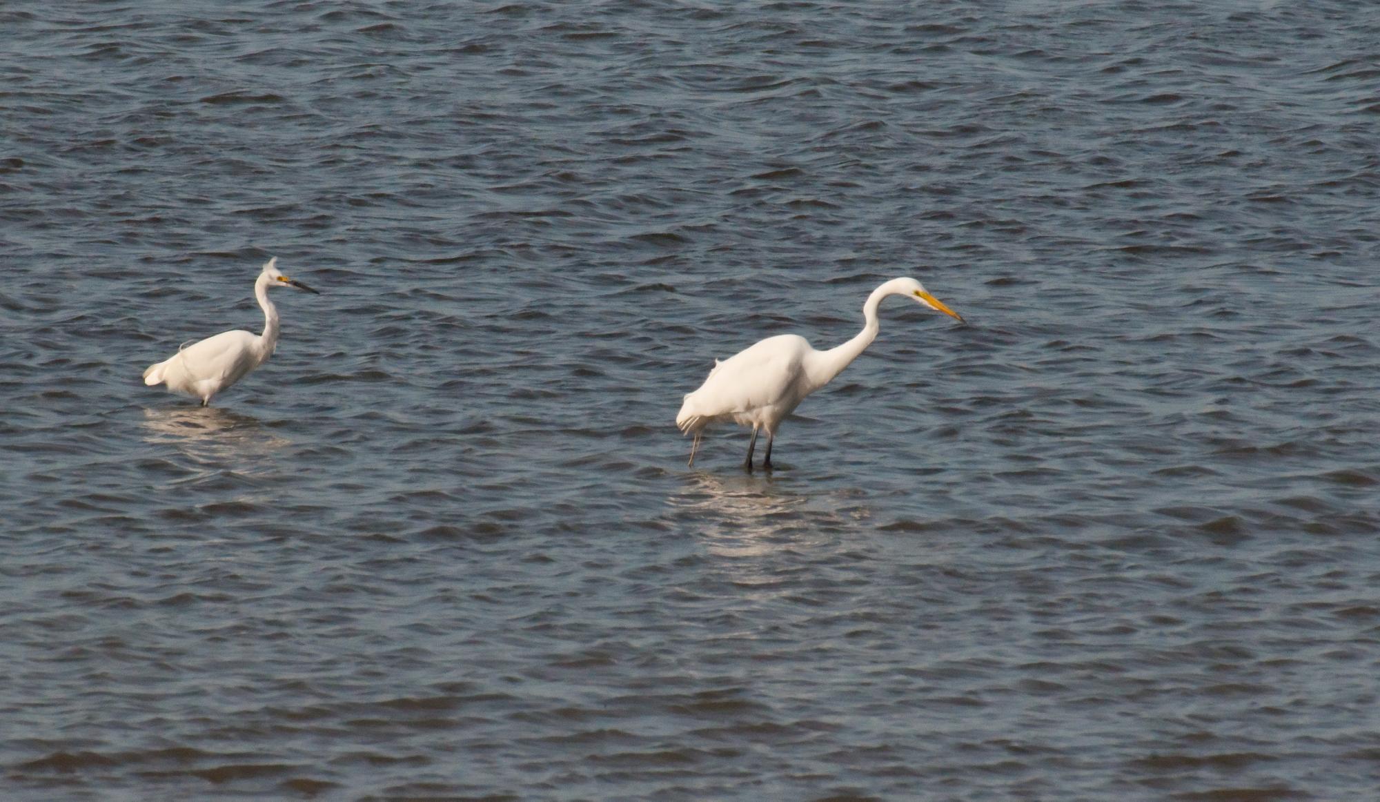 ./20100616_Snowy_Egret_Stalked_Great_Egret.jpg