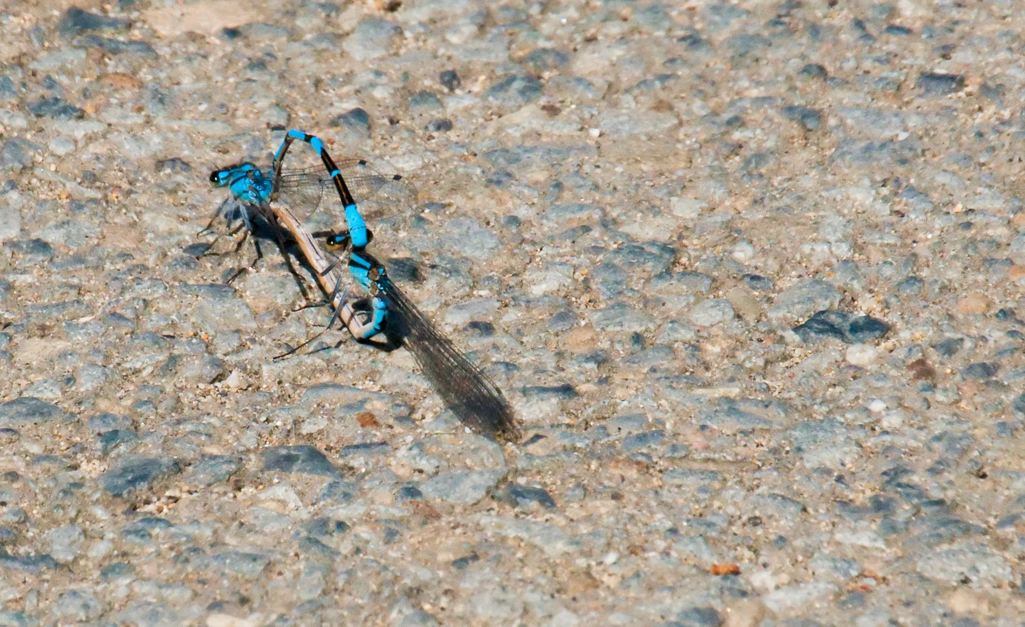 ./20100617_Blue_Damsefly.jpg