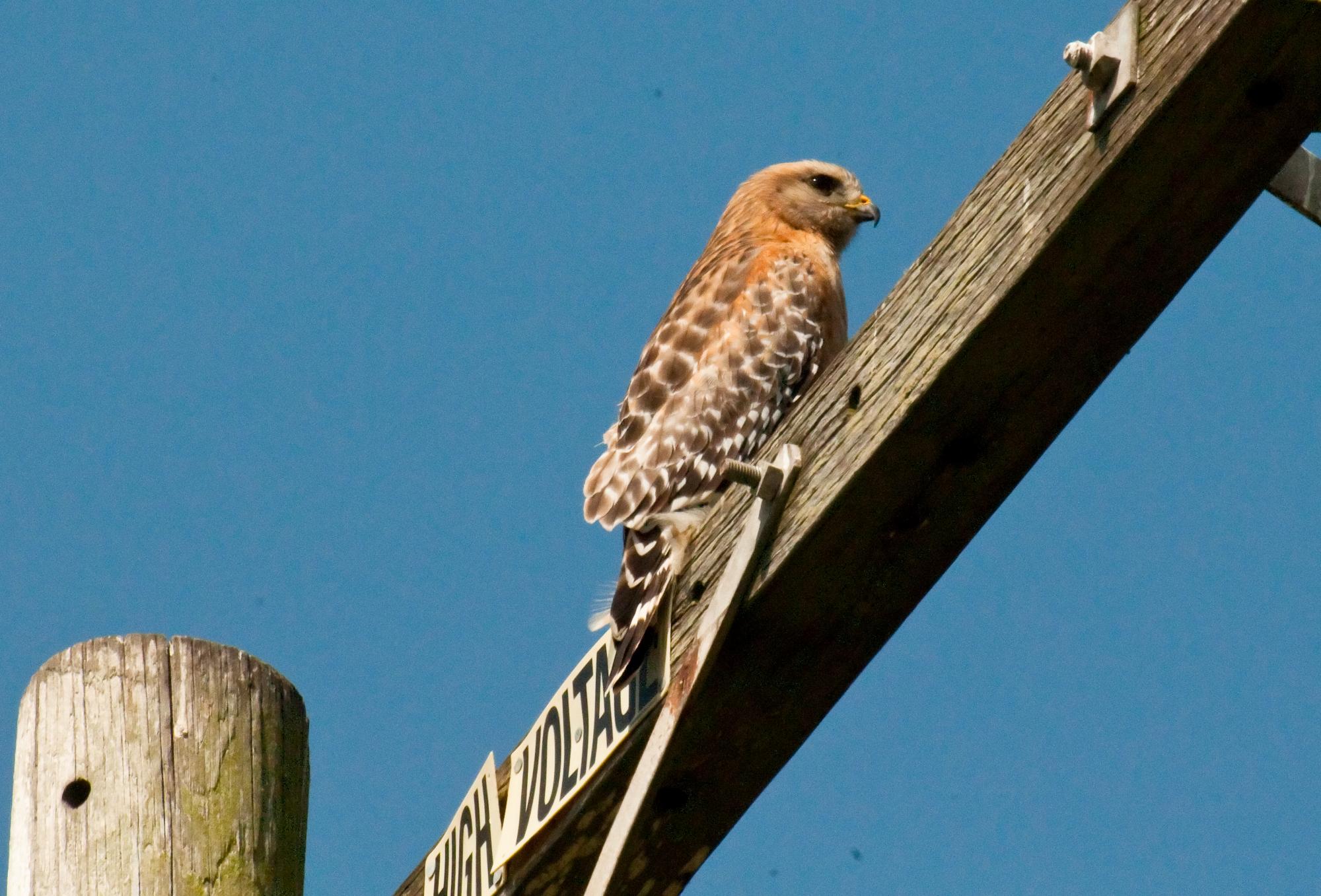 ./20100617_Red_Shouldered_Hawk_On_Powereline.jpg