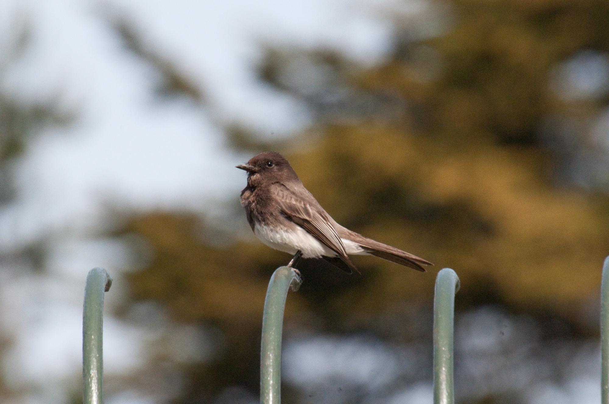 ./20100618_Black_Phoebe_On_A_Gate.jpg