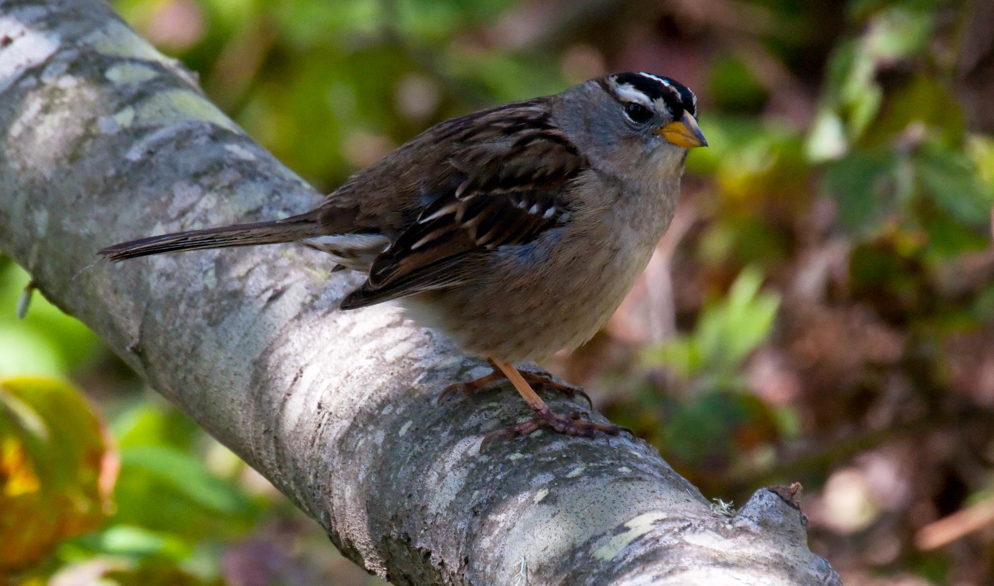 ./20100618_White_Crowned_Sparrow.jpg