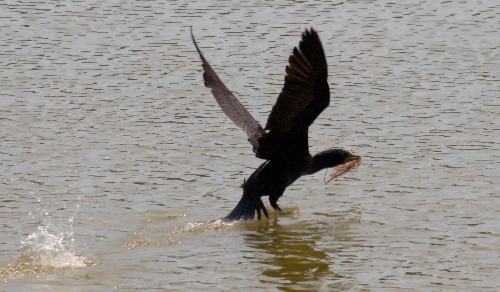 ./20100619_Double_Crested_Cormorant_Scooped_Plants.jpg