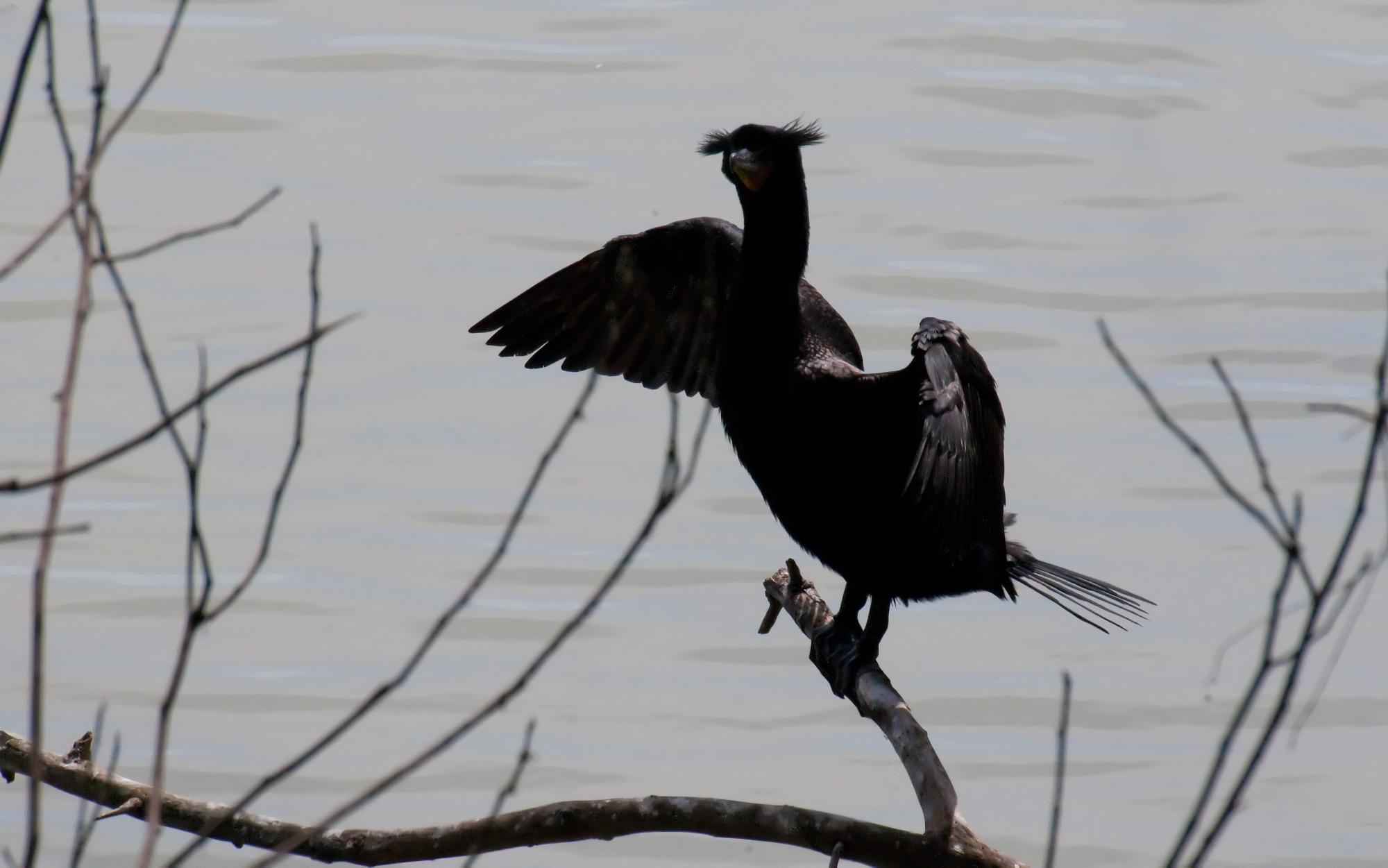 ./20100619_Double_Crested_Cormorant_Silhouette.jpg