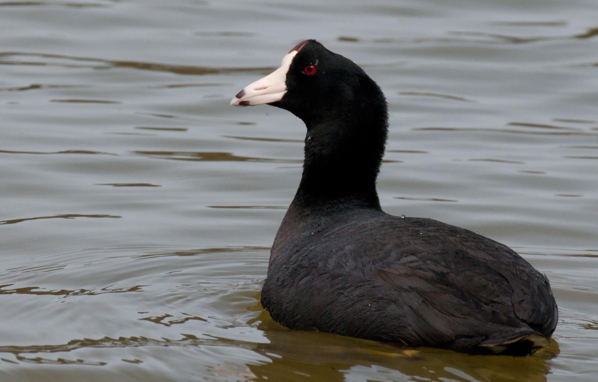 ./20100620_American_Coot_Close_Up.jpg