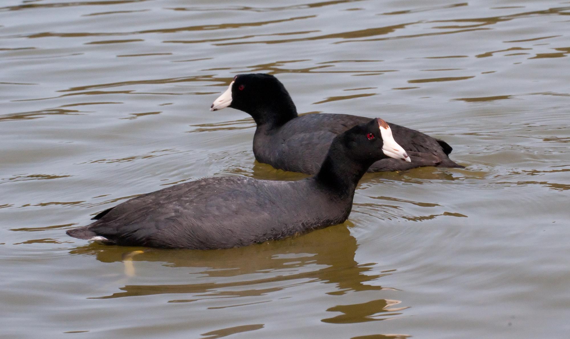 ./20100620_American_Coots.jpg