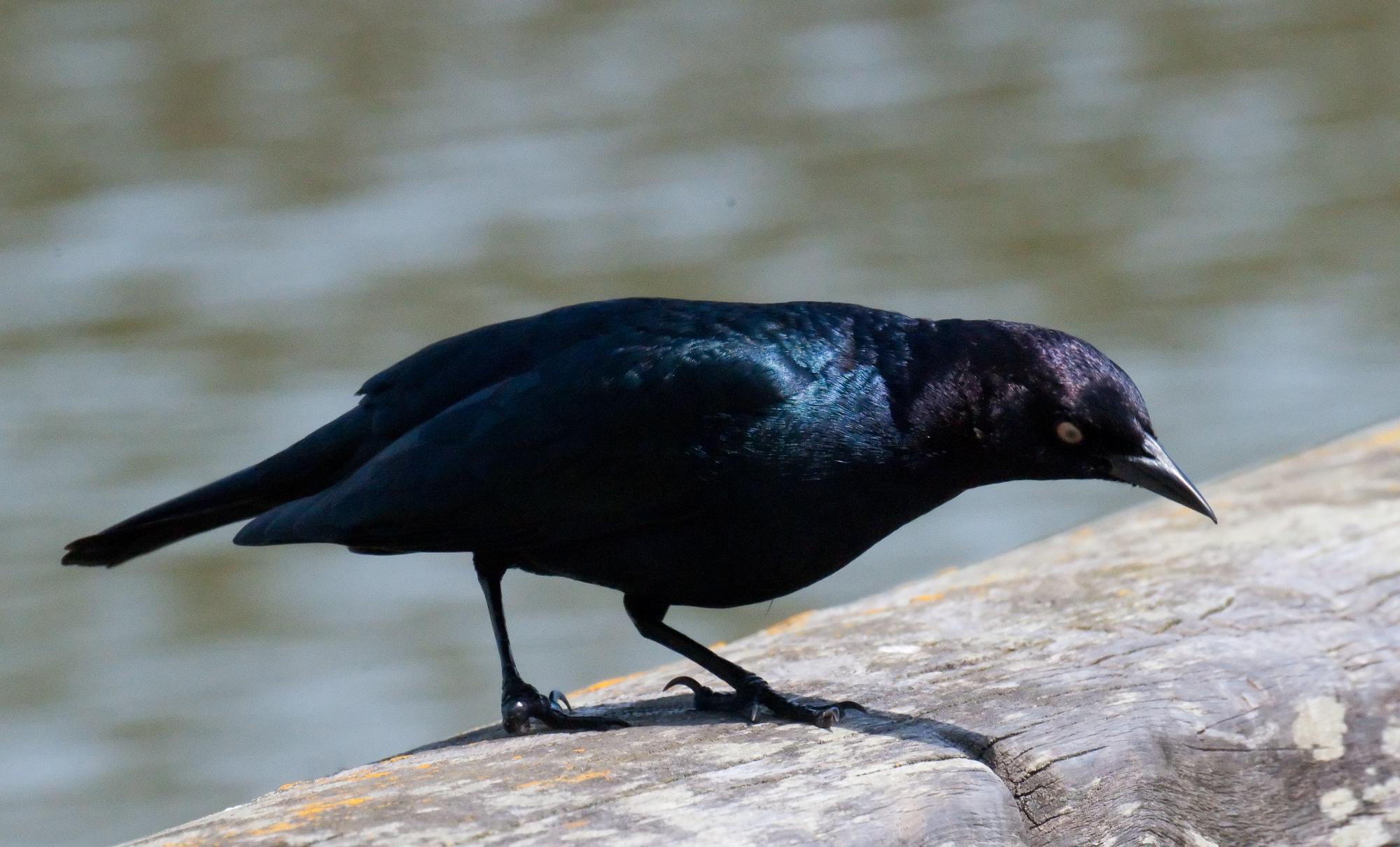 ./20100621_Brewers_Blackbird_Shows_Off.jpg