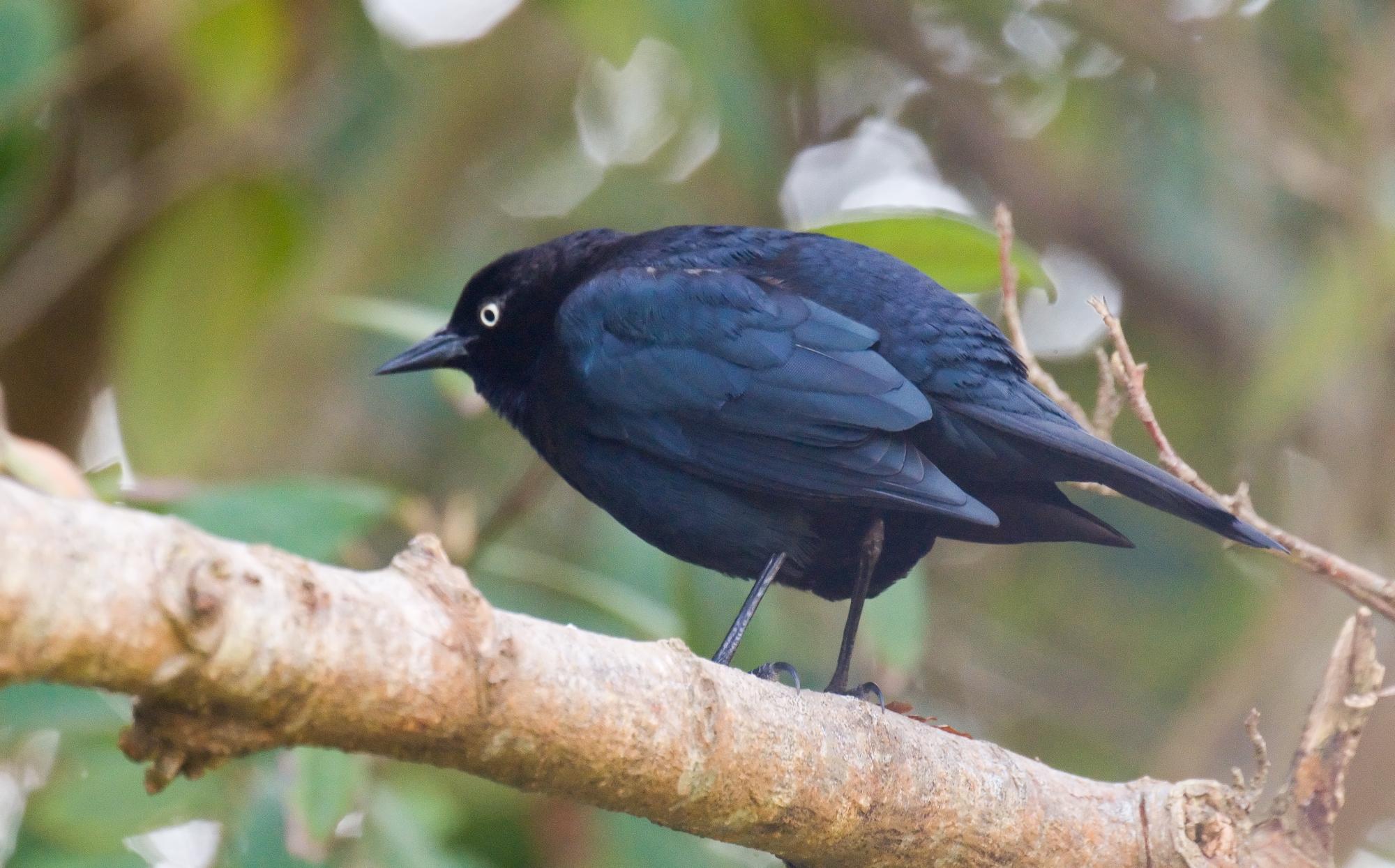 ./20100621_Male_Brewers_Blackbird.jpg