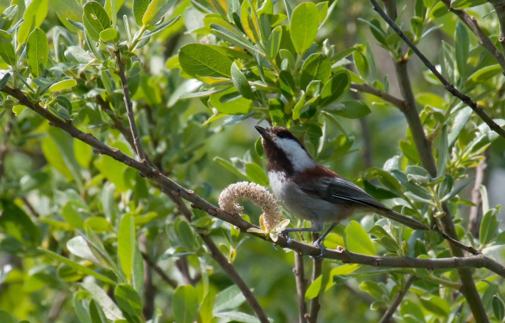 ./20100622_The_Chickadee.jpg