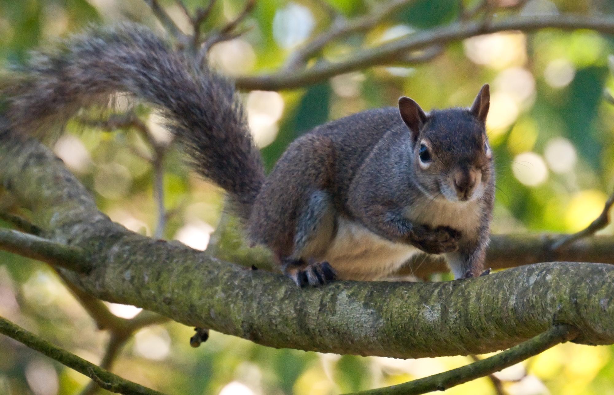 ./20100623_Western_Gray_Squirrel.jpg