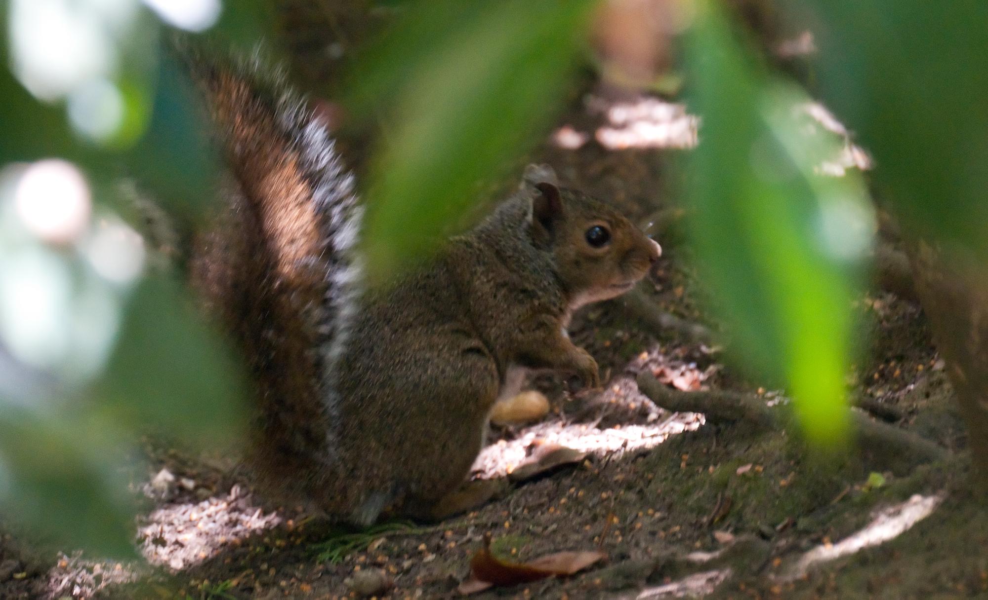 ./20100623_Western_Gray_Squirrel_Sun_Dappled.jpg